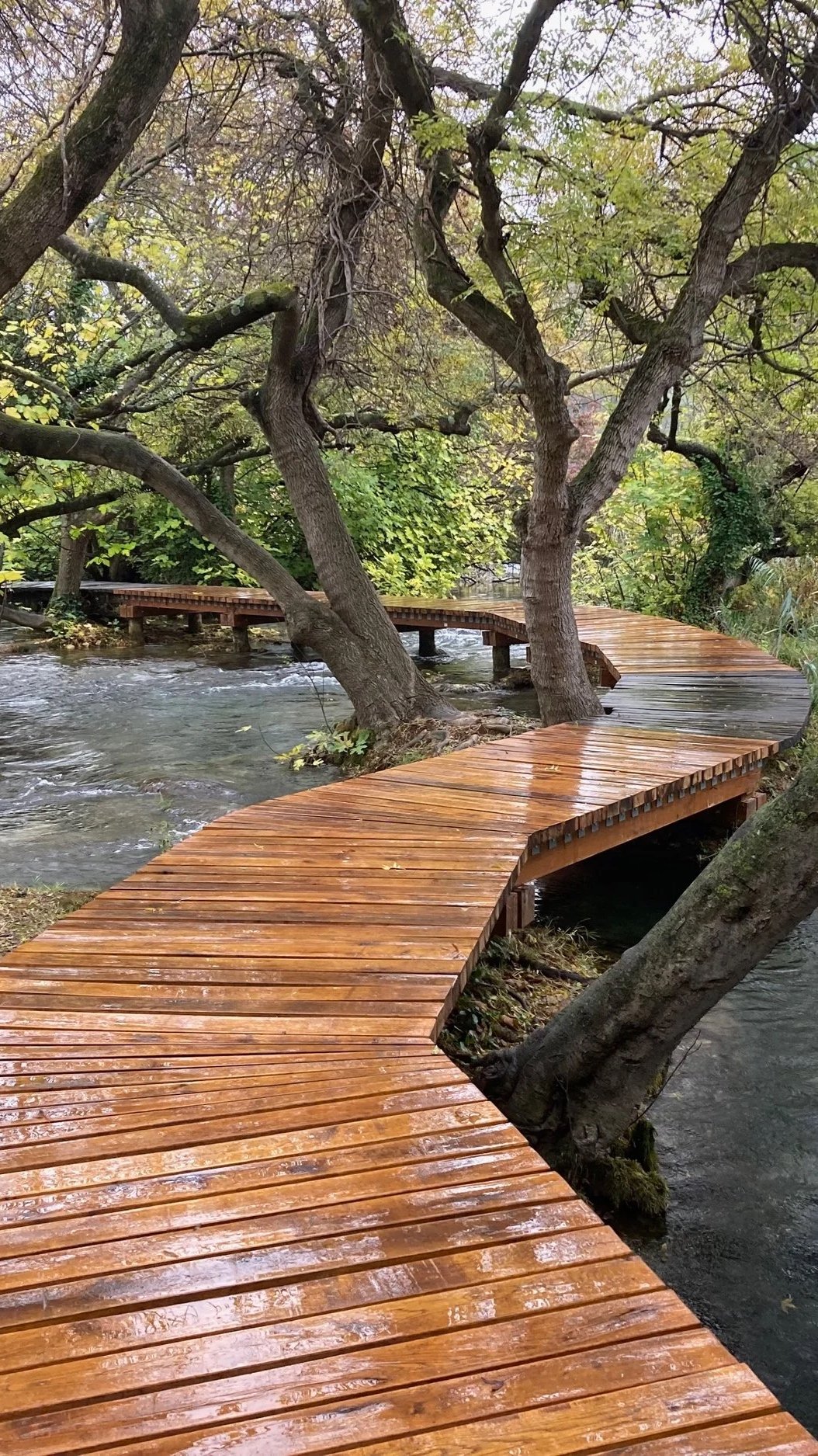 Hölzerner Steg schlängelt sich durch einen herbstlichen Wald entlang eines klaren Baches