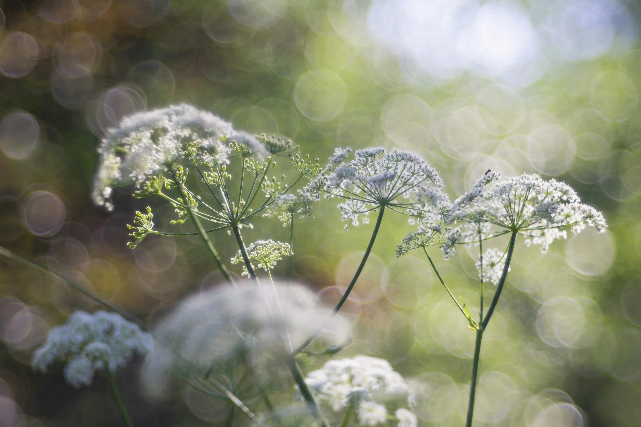 May: The Blessing of the Fields