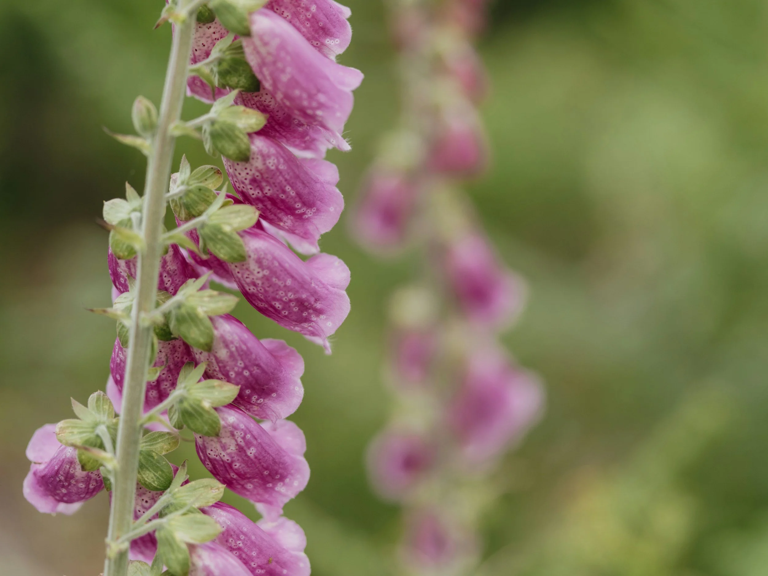 June: Spirit and the Summer Wind