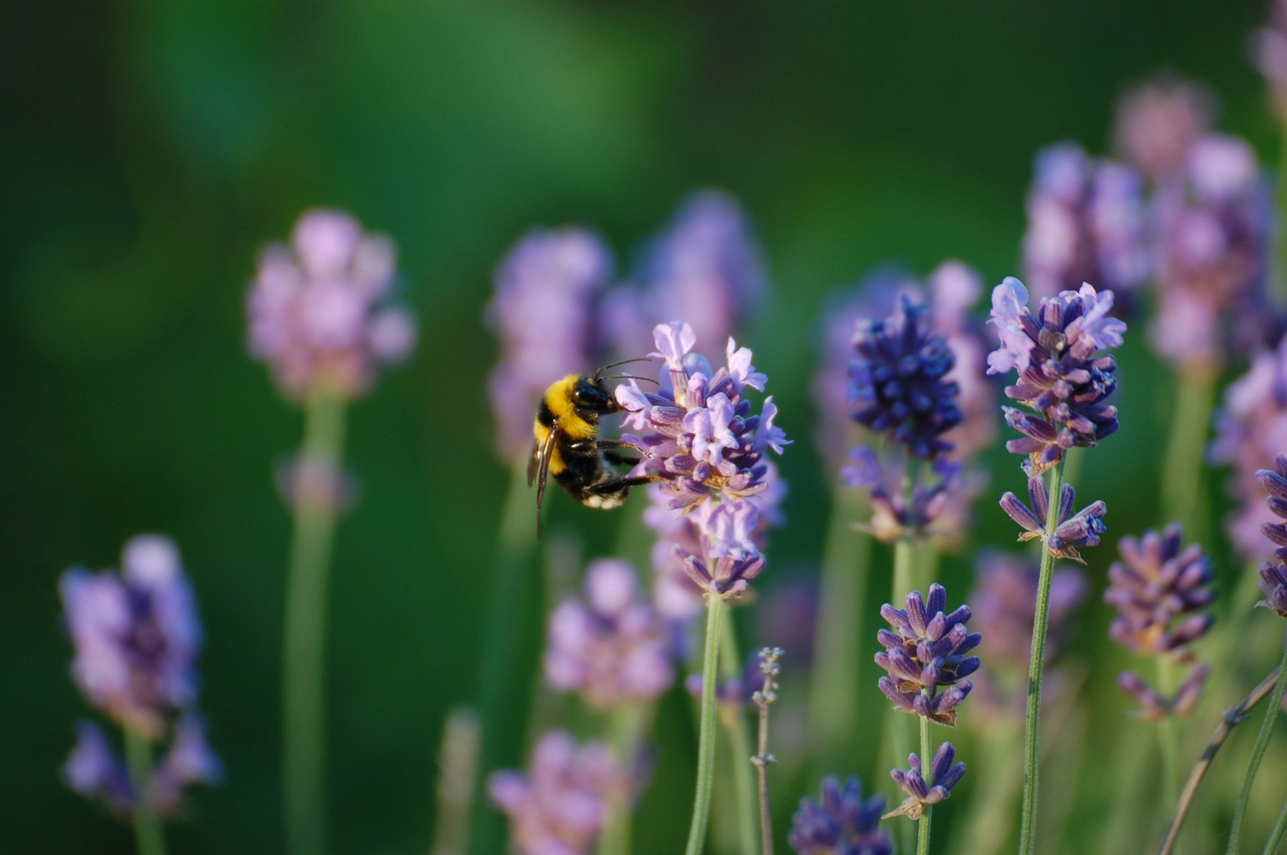 July: In the Presence of the Gardener