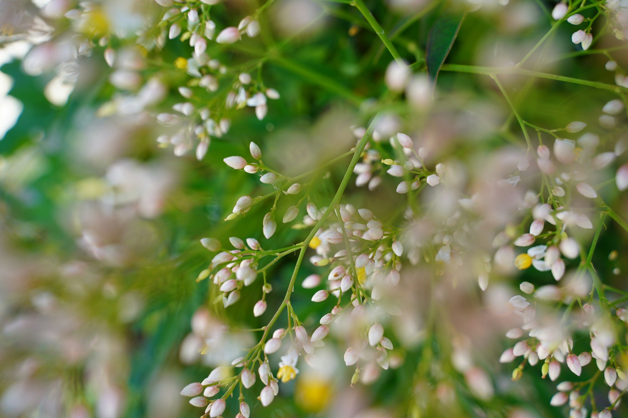 August: Quiet Mornings and the Gift of Rest