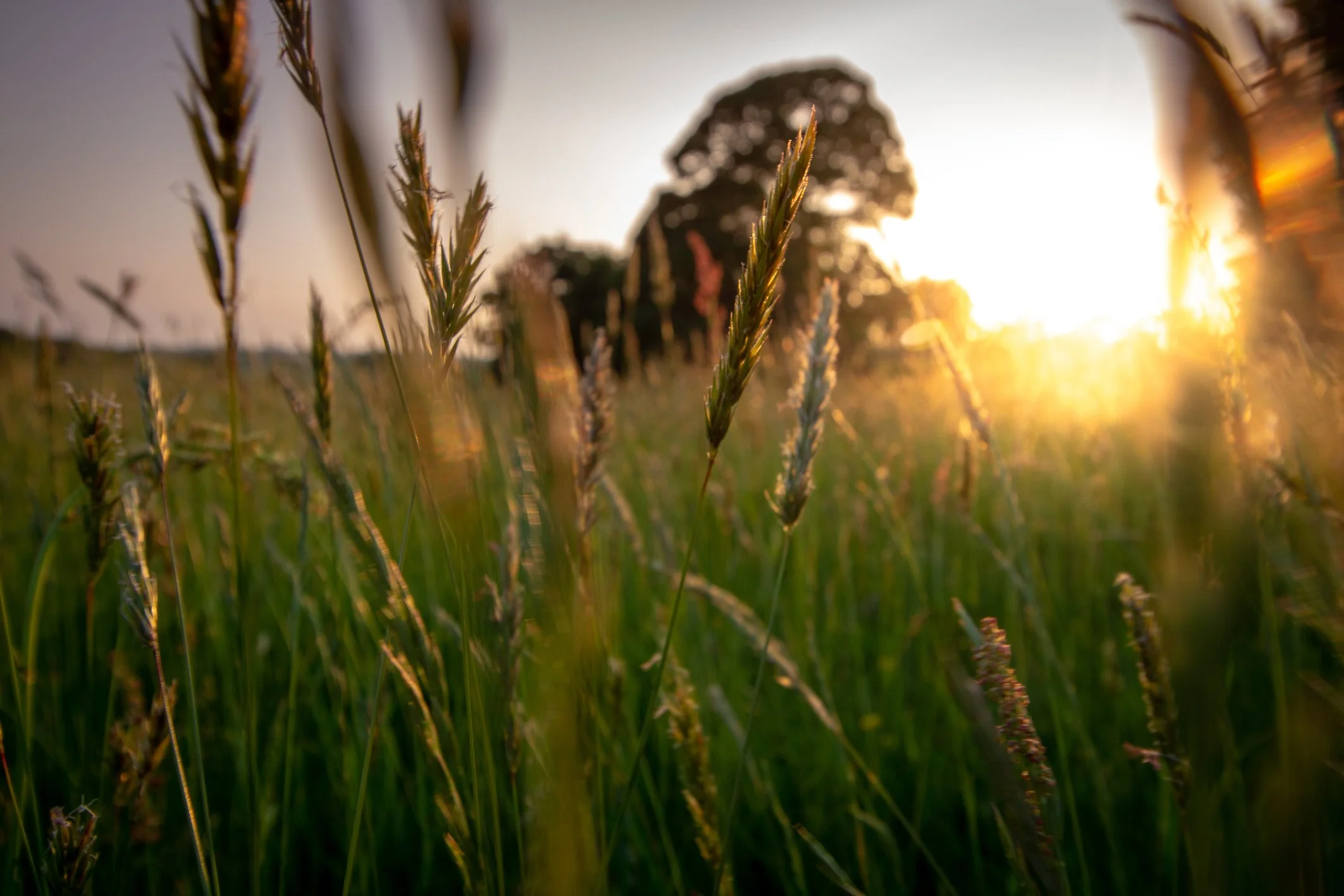 Our Approach — Inlands Farm