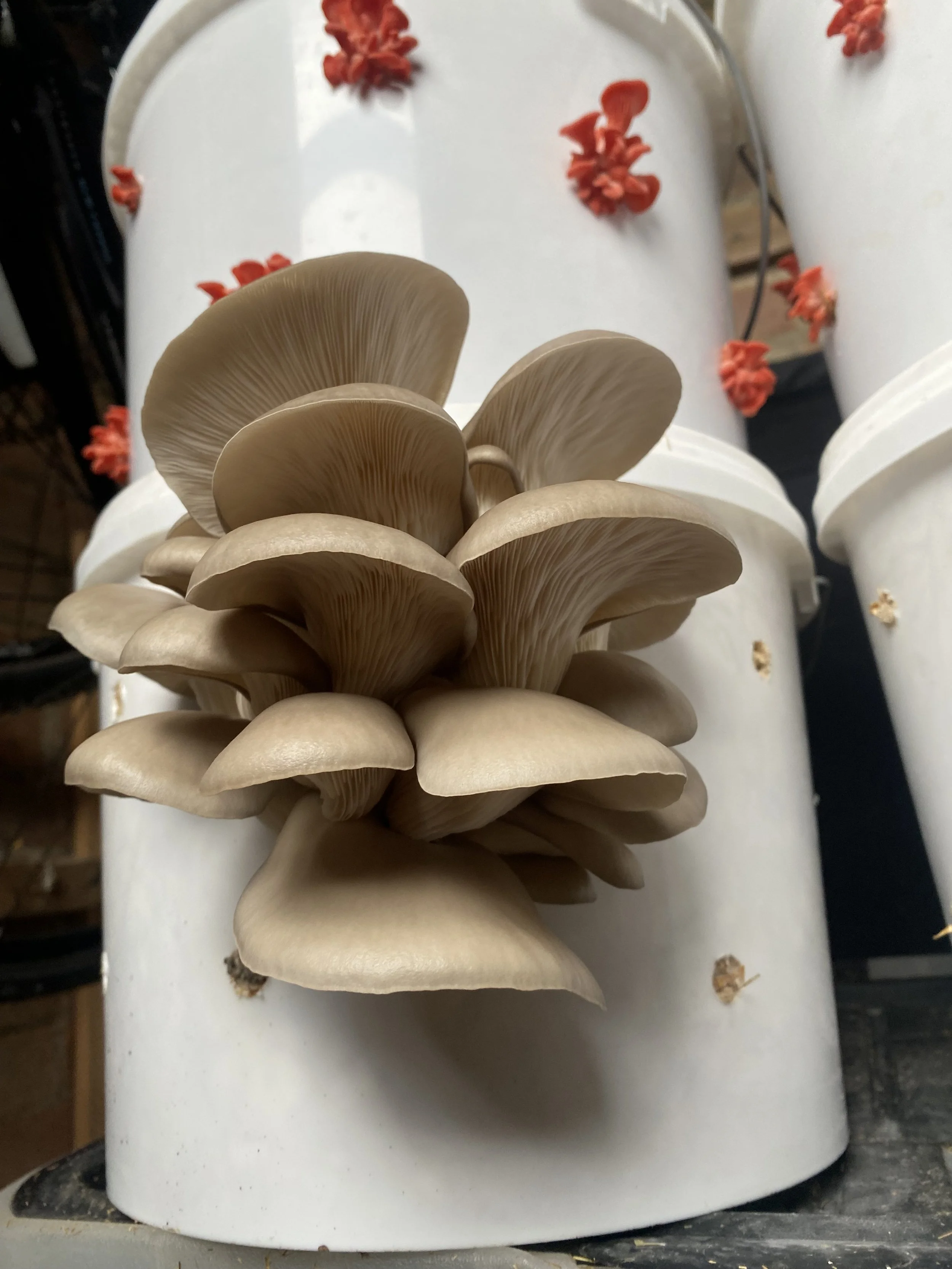 What is low tech mushroom farming?