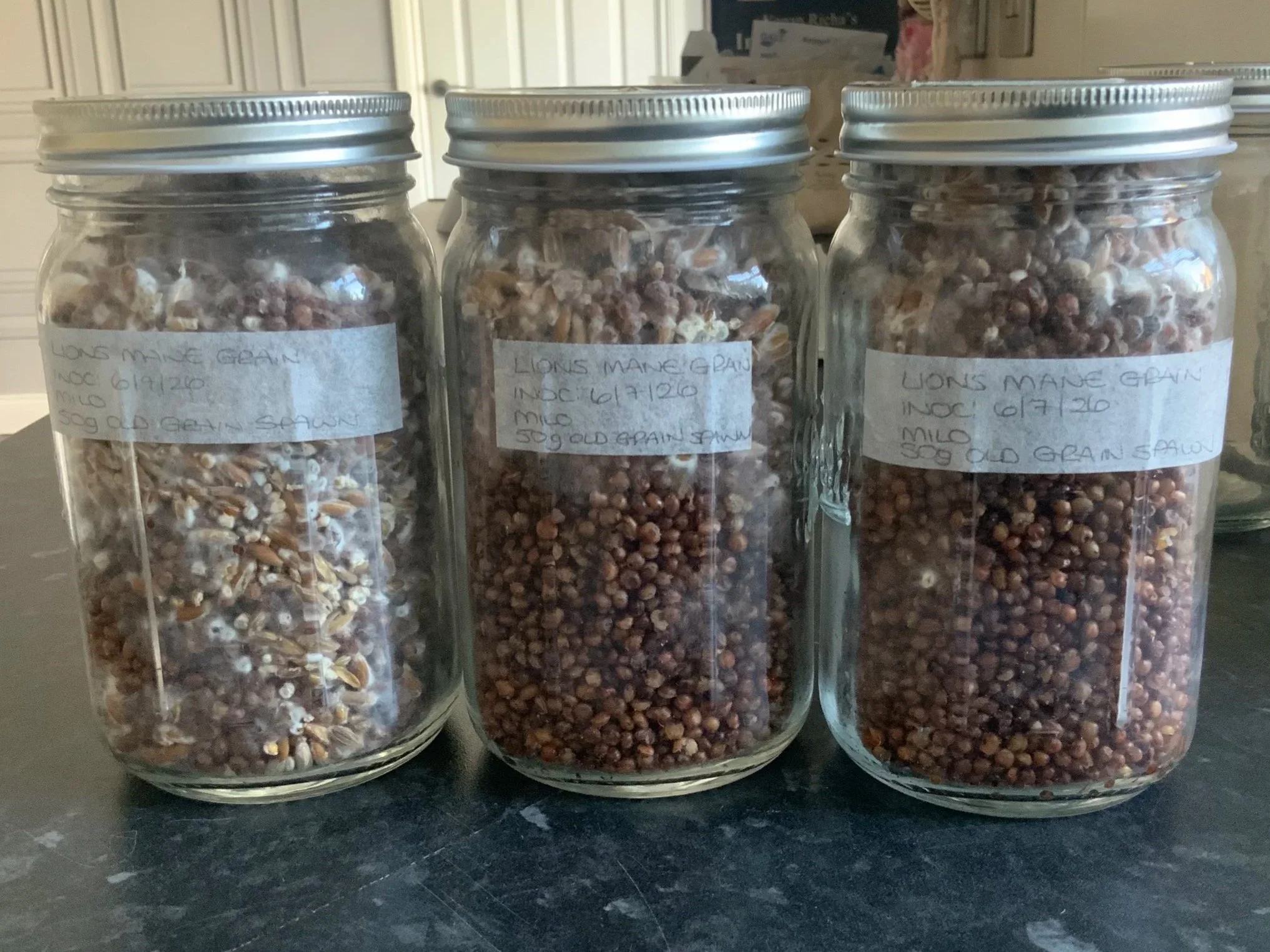 Making my own grain spawn, part 2