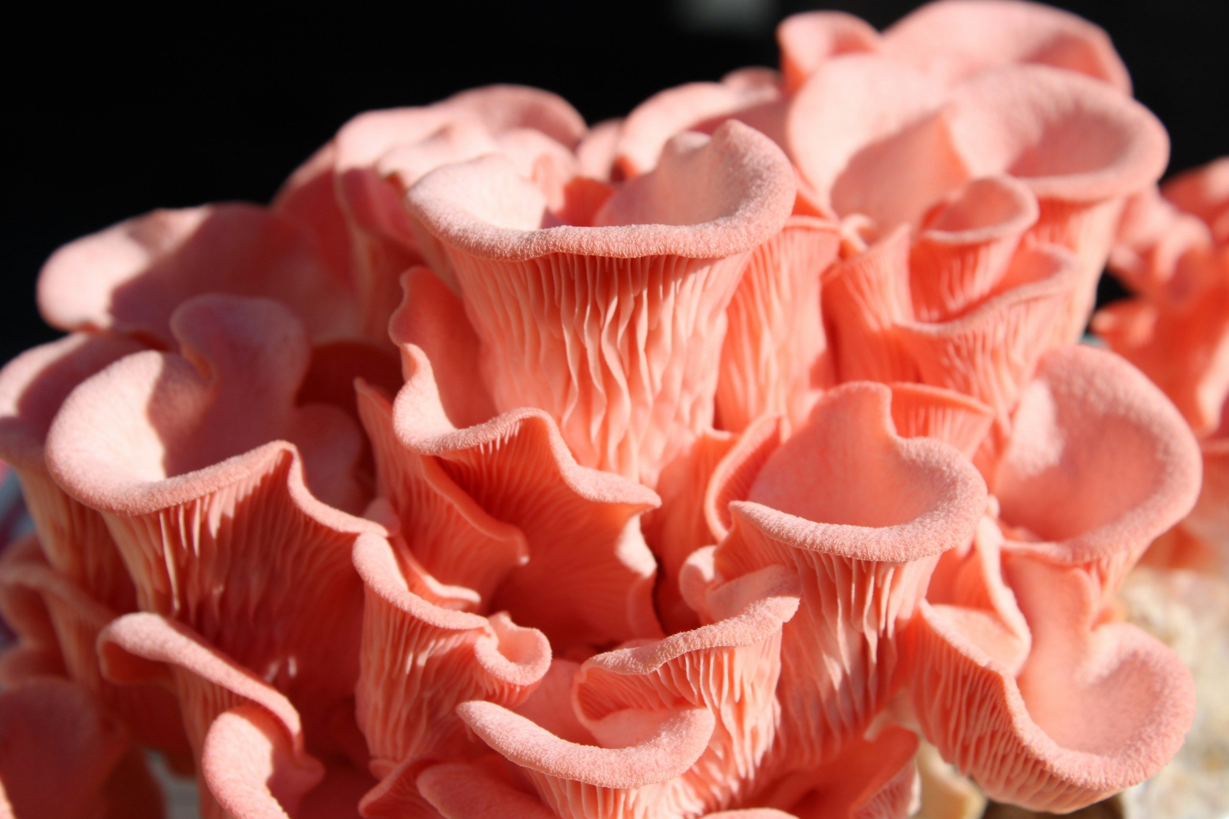 A close up of pink oyster mushrooms