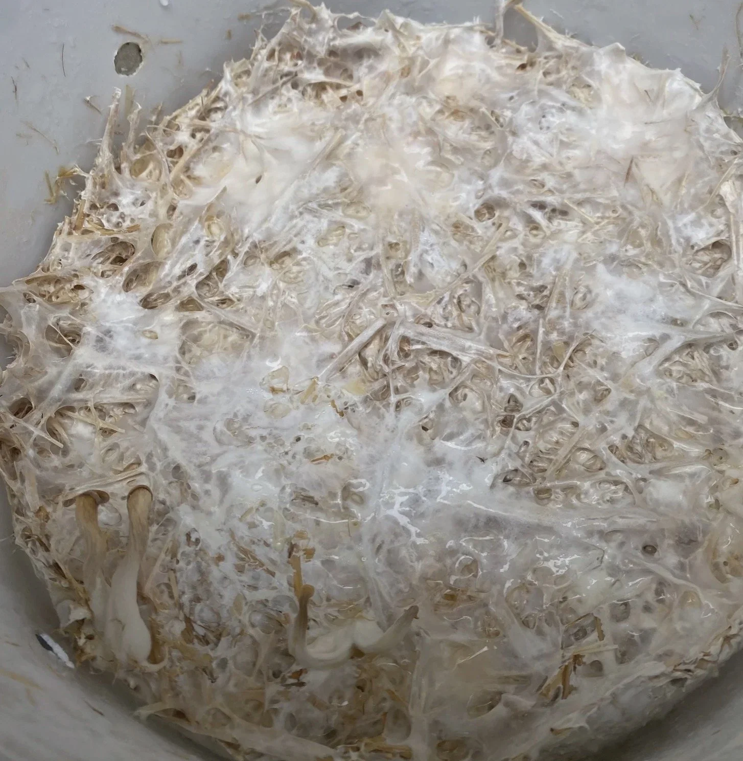 Making mushroom compost