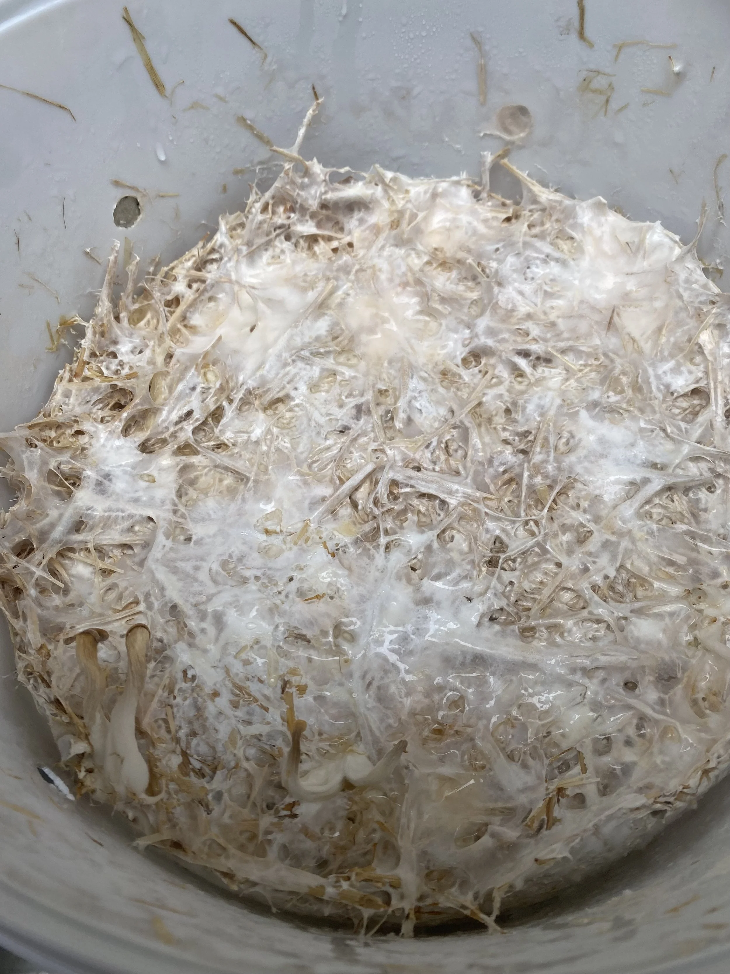Mushroom substrate that has been used and is ready to be composted.