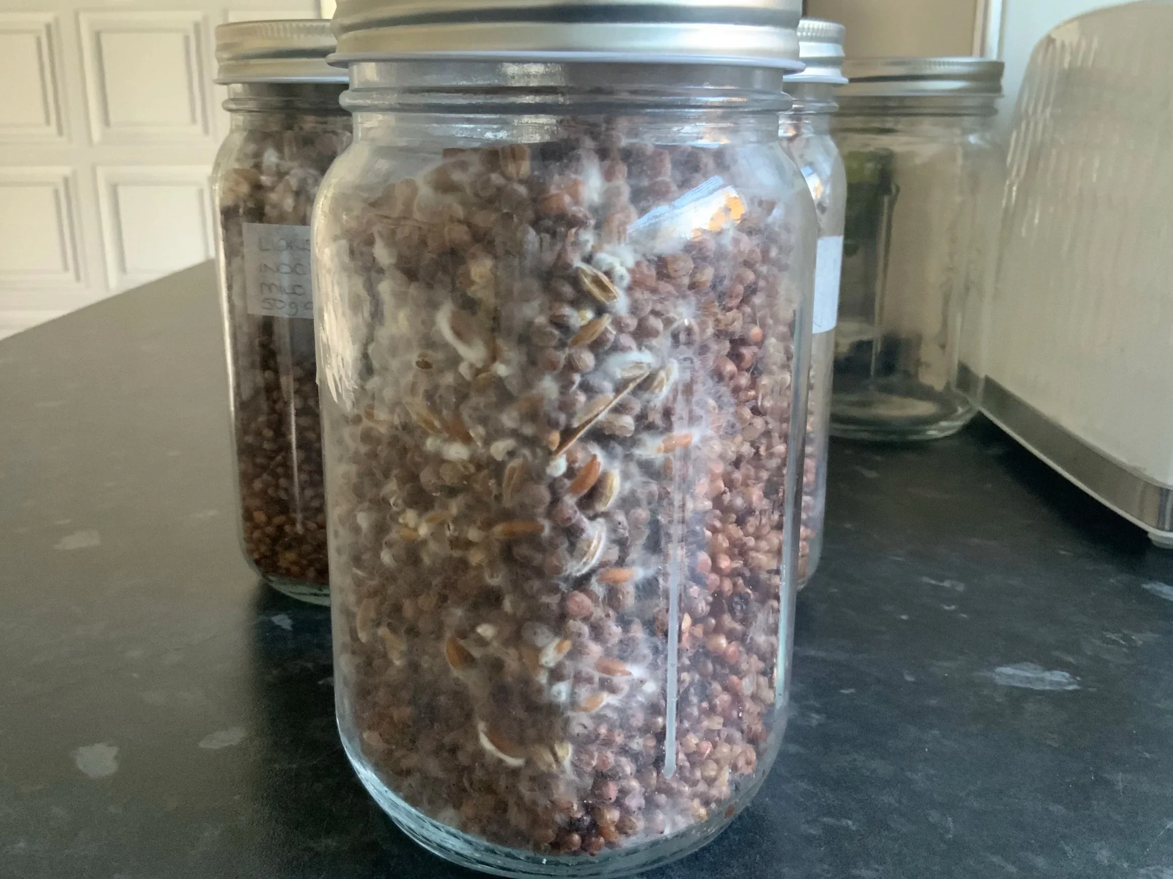 Close up of home made grain spawn in jar