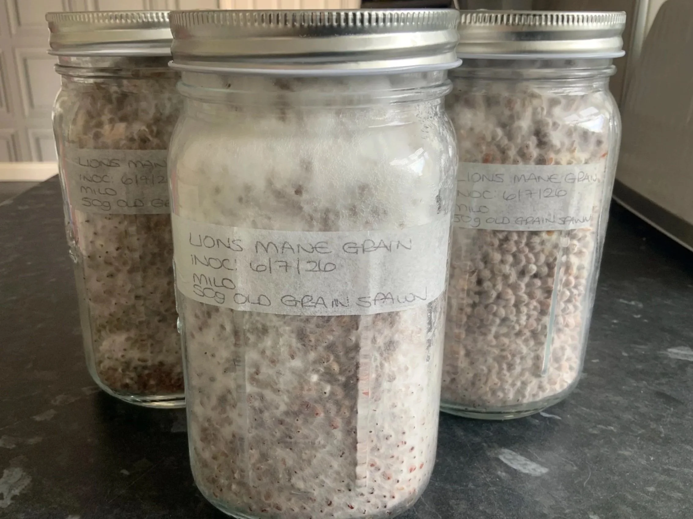 Grain spawn in a jar one month after inoculating new grains