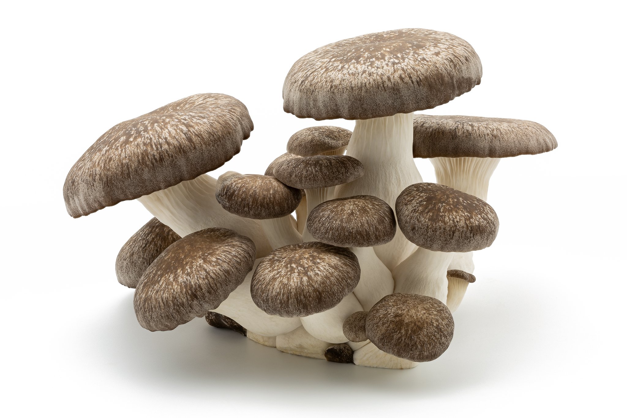 King oyster mushrooms - Black pearl 3.jpg