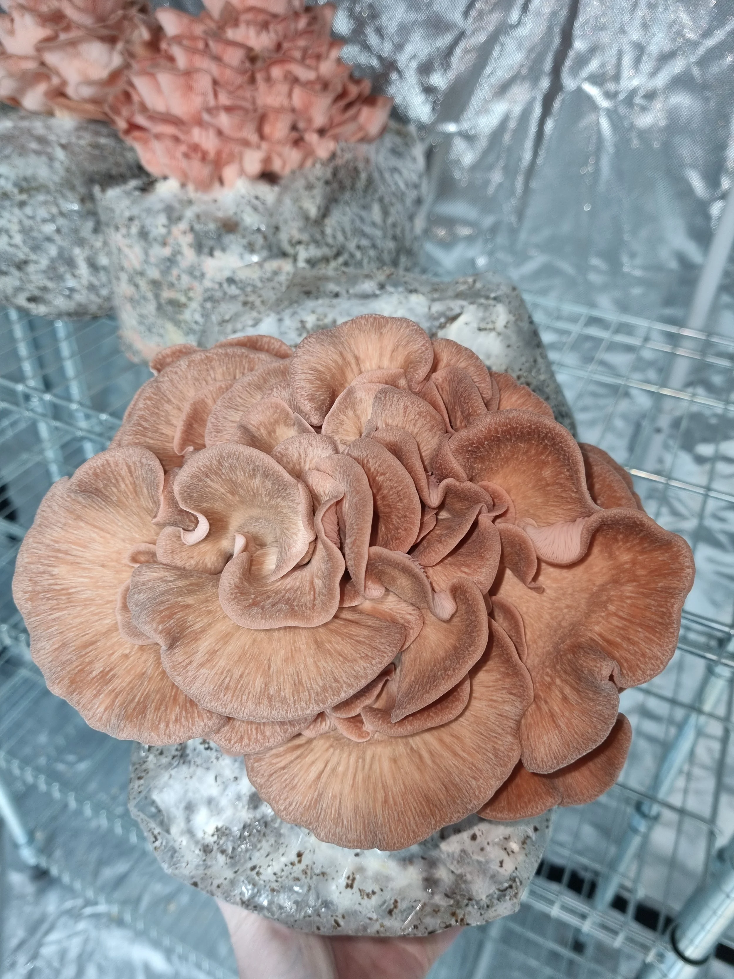 Pink oyster top2.jpg