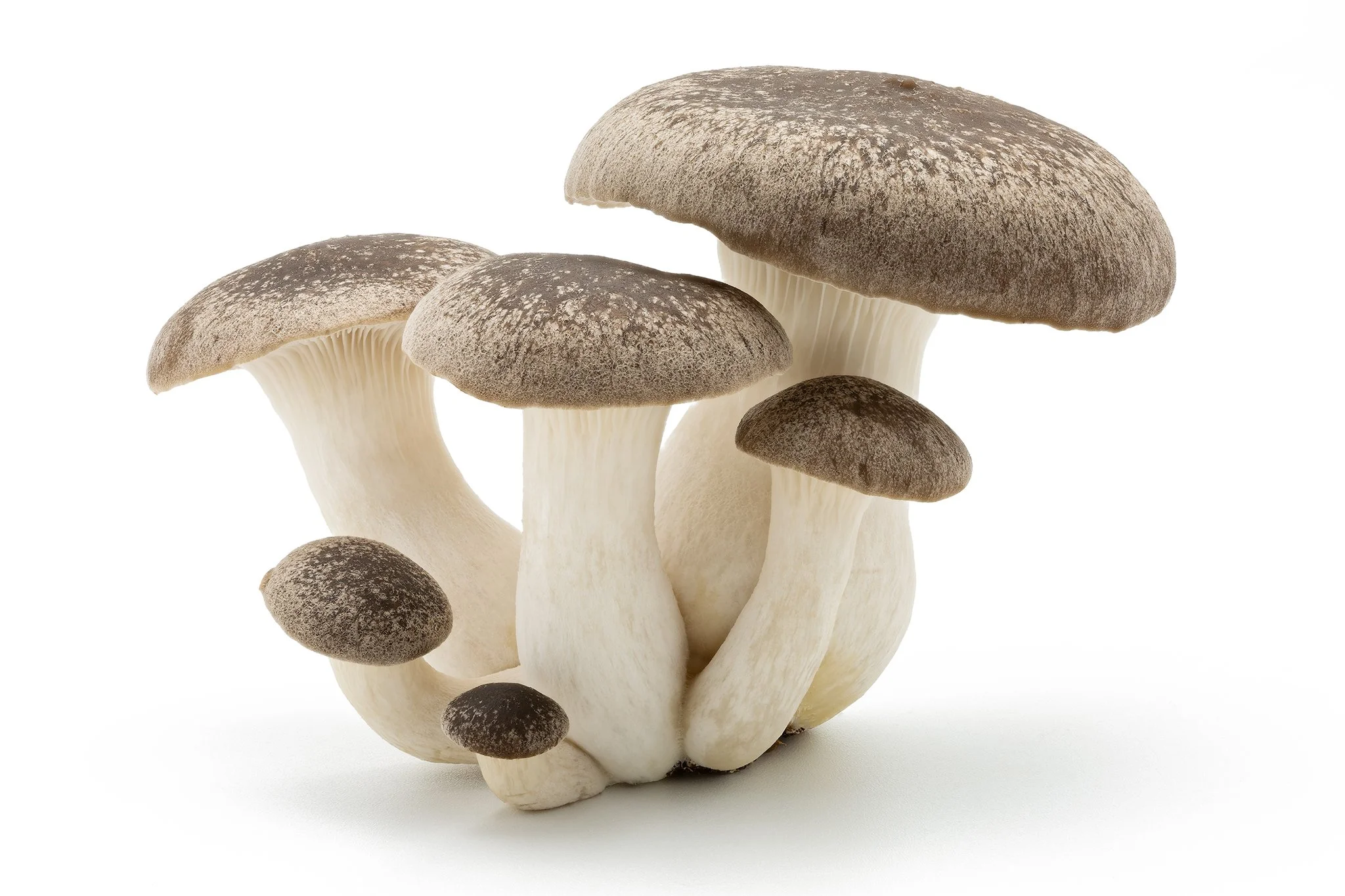 King oyster mushrooms - Black pearl 1.jpg