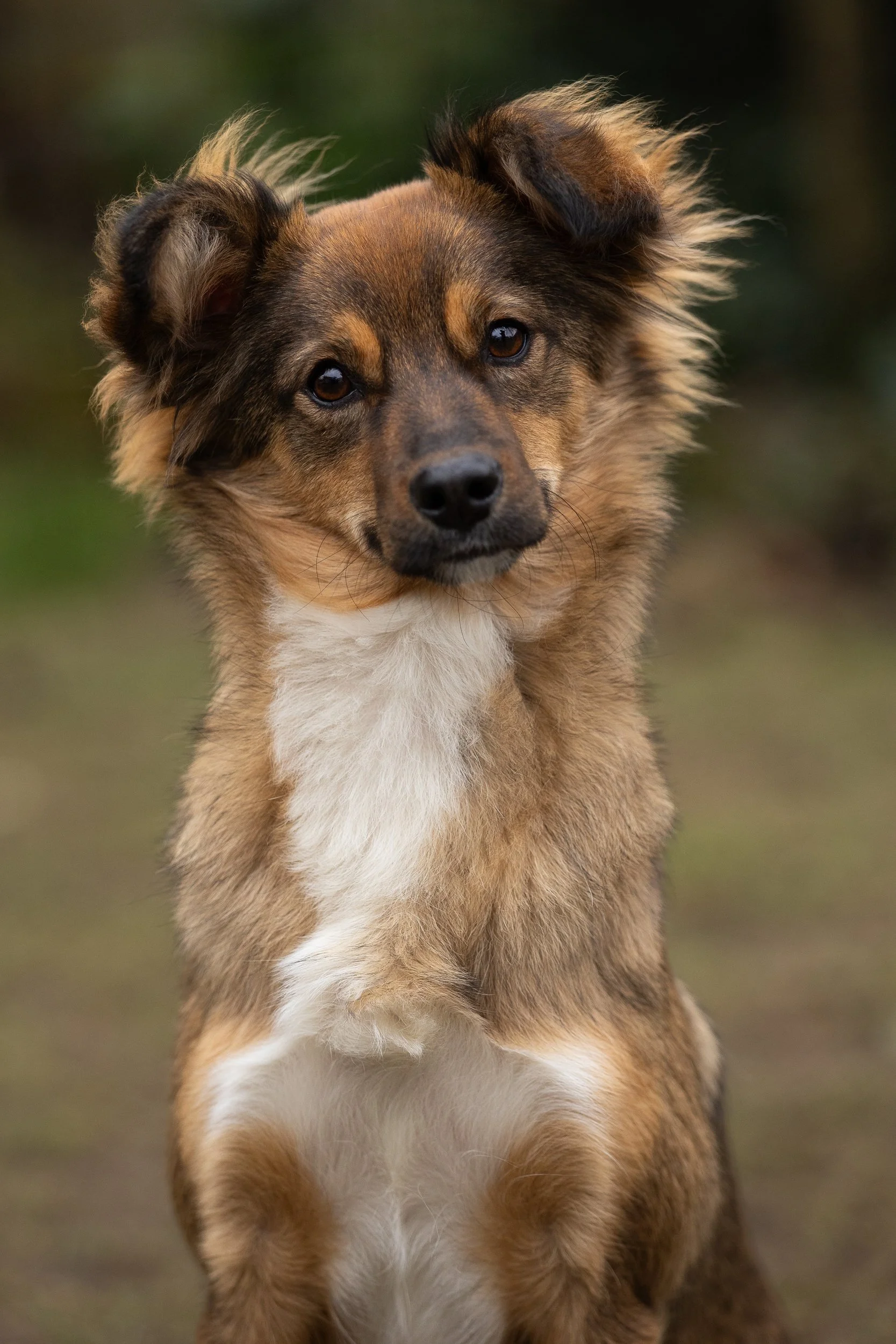 Fotoshoot hond