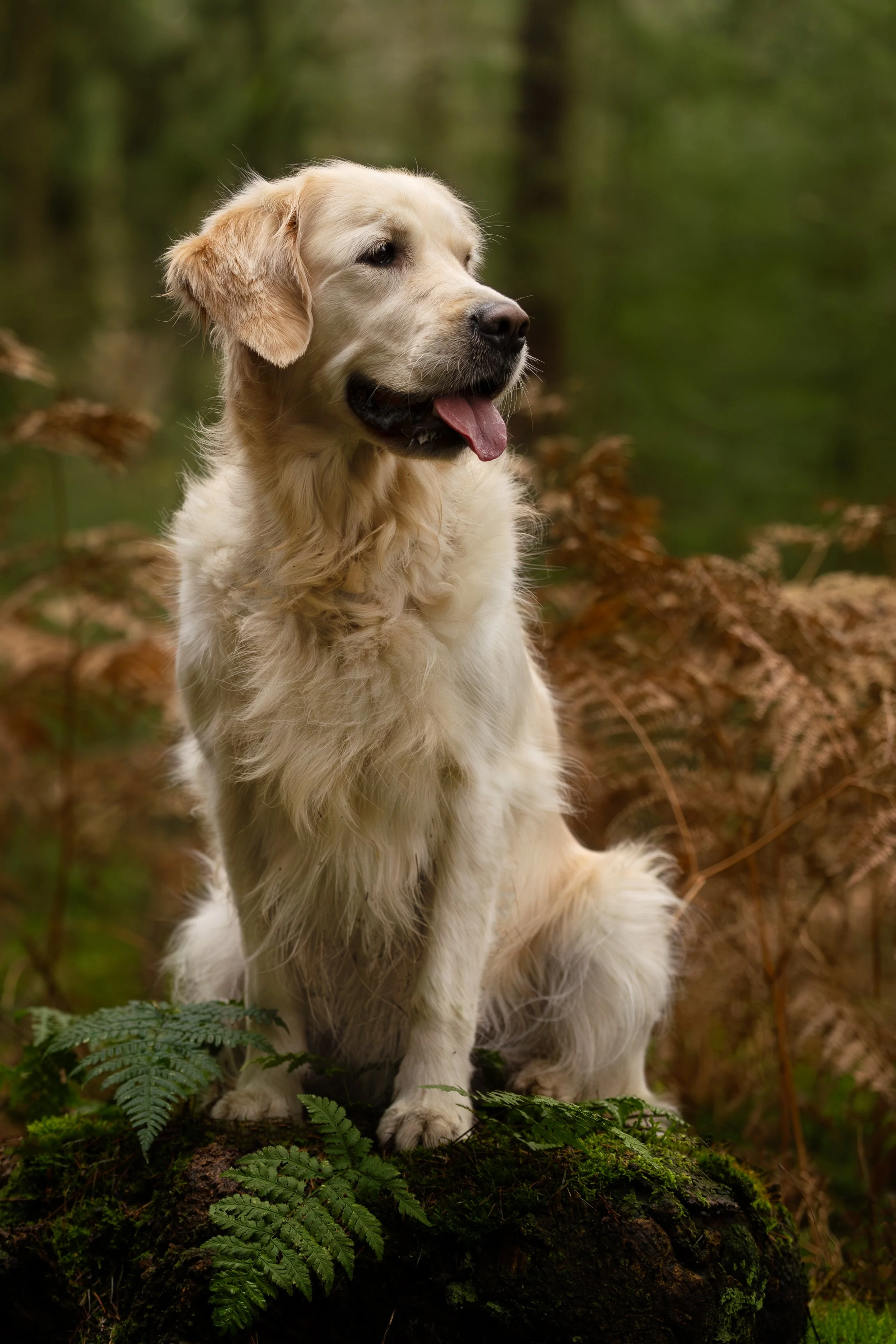Fotosessie met hond