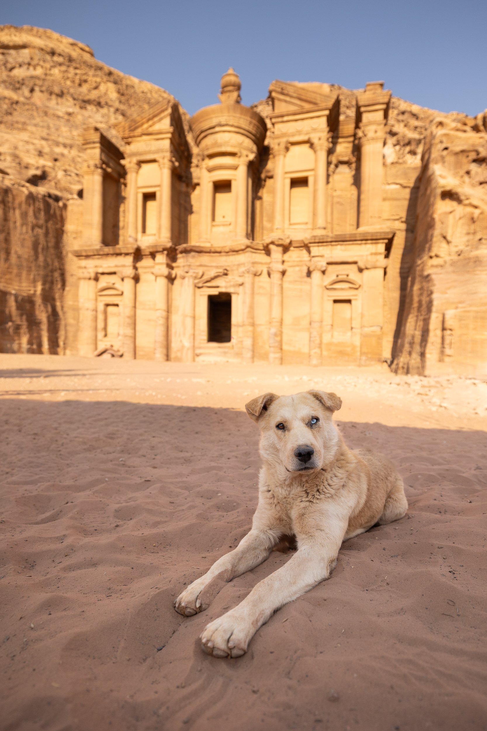 Hondenfotograaf bijzondere hond