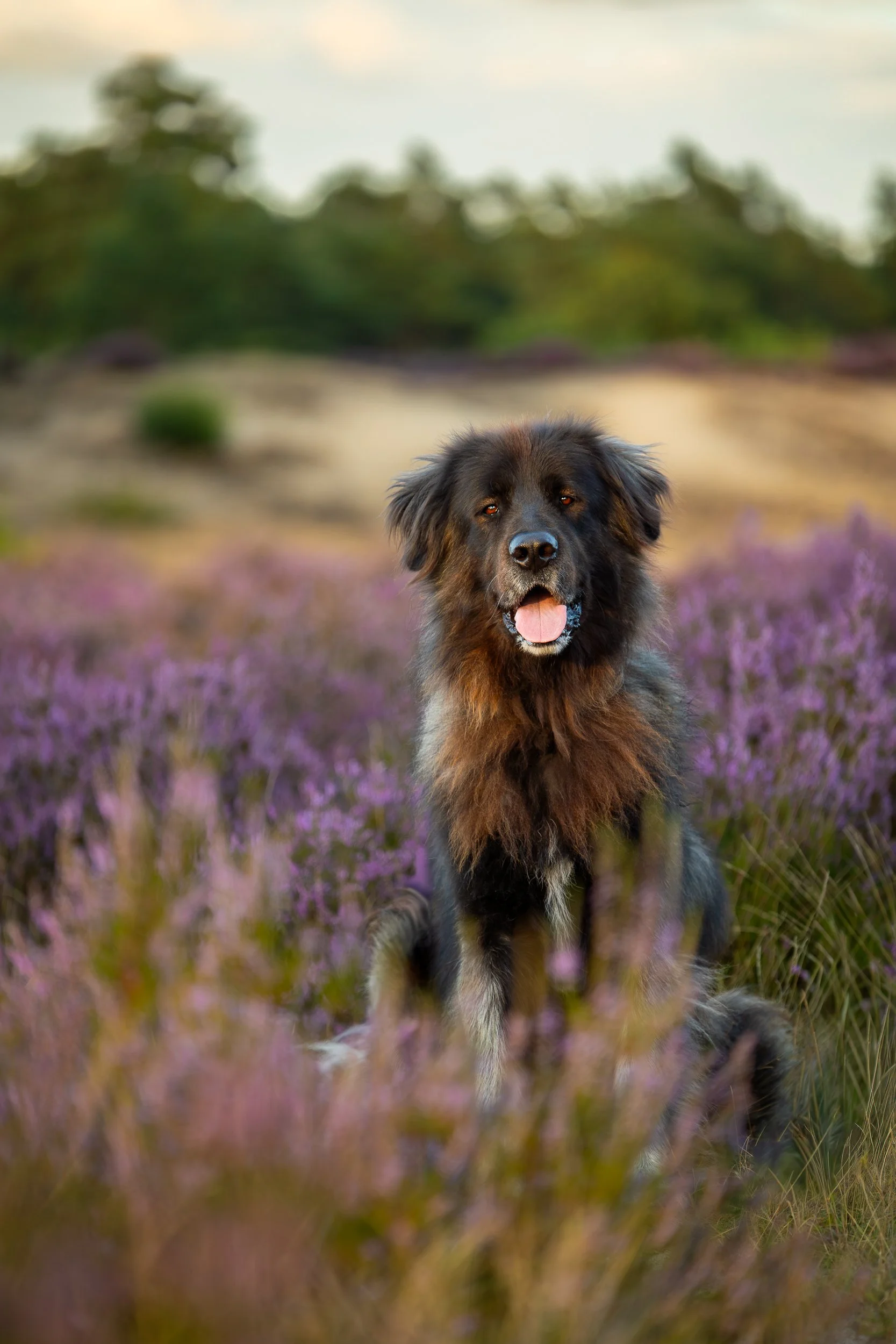 Hondenfotografie Nederland