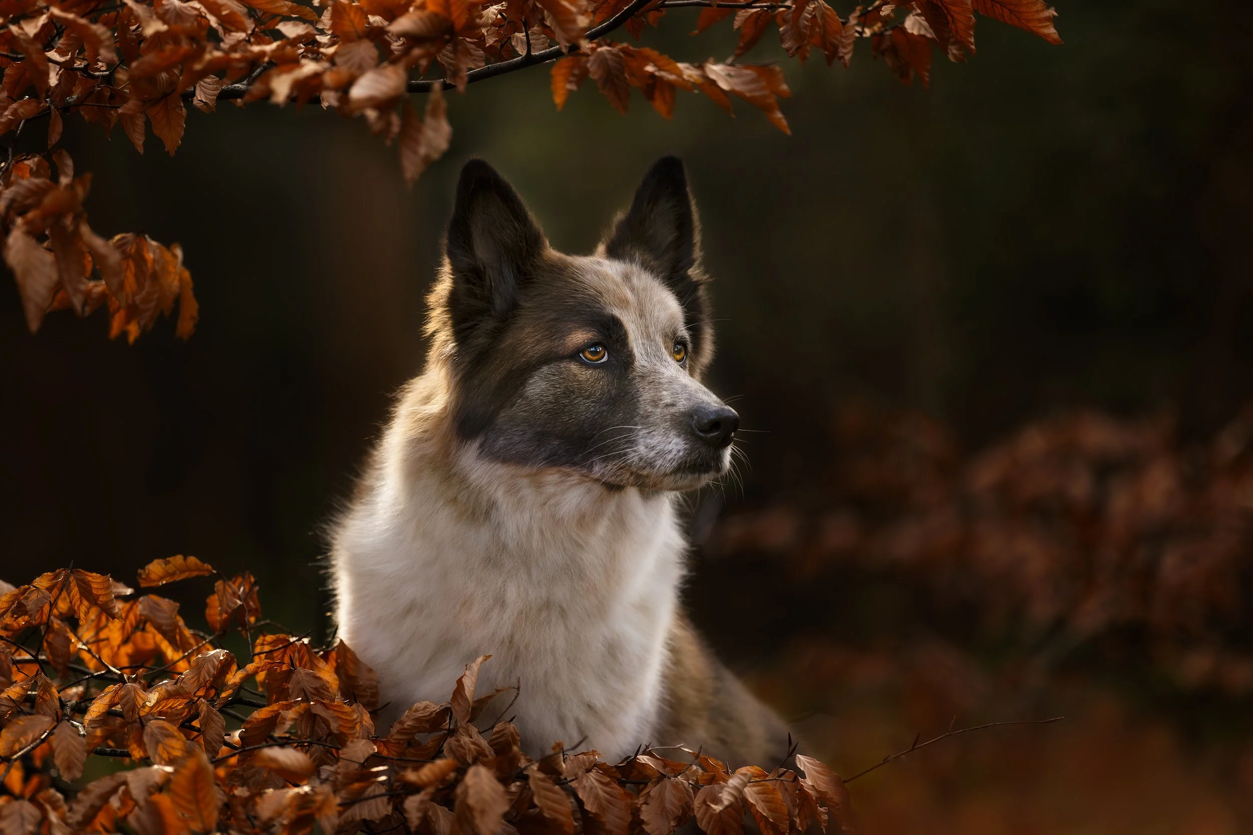Oude senior hond fotoshoot