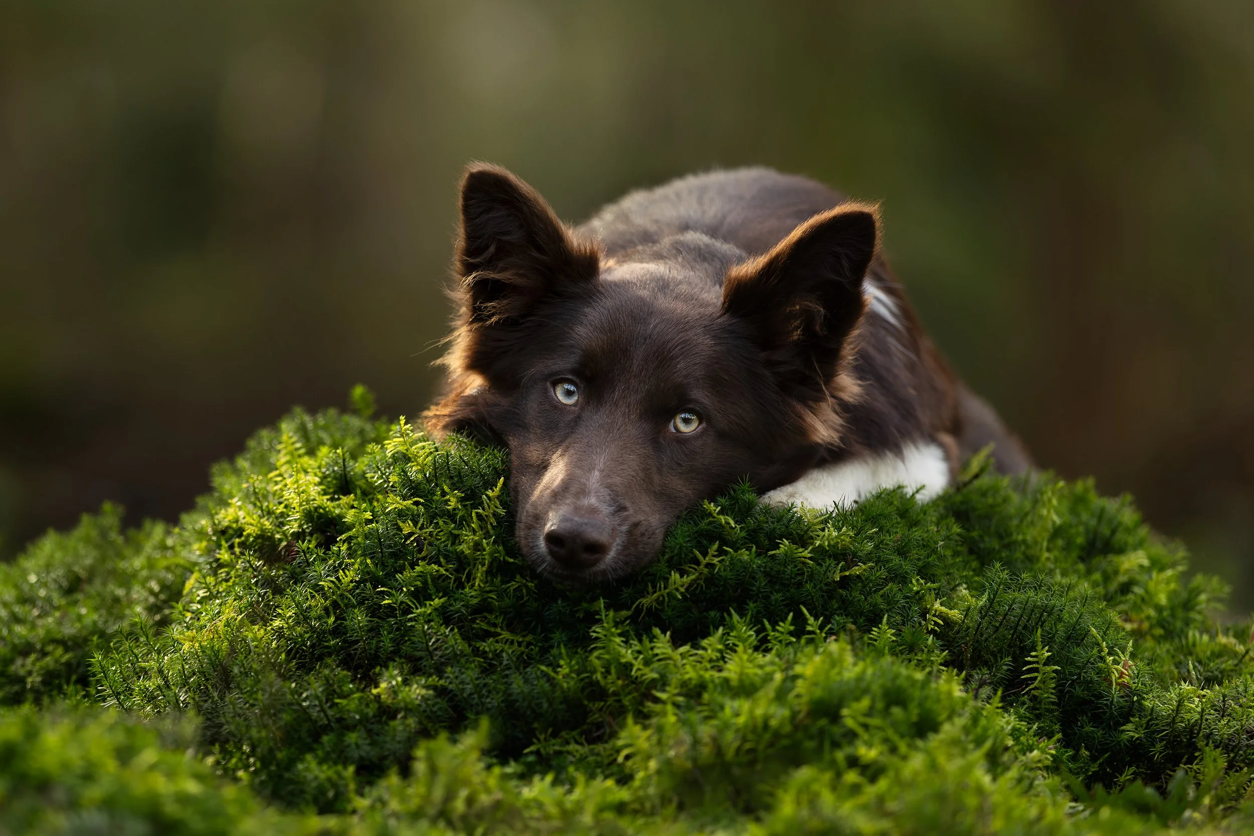 Foto van hond in het bos