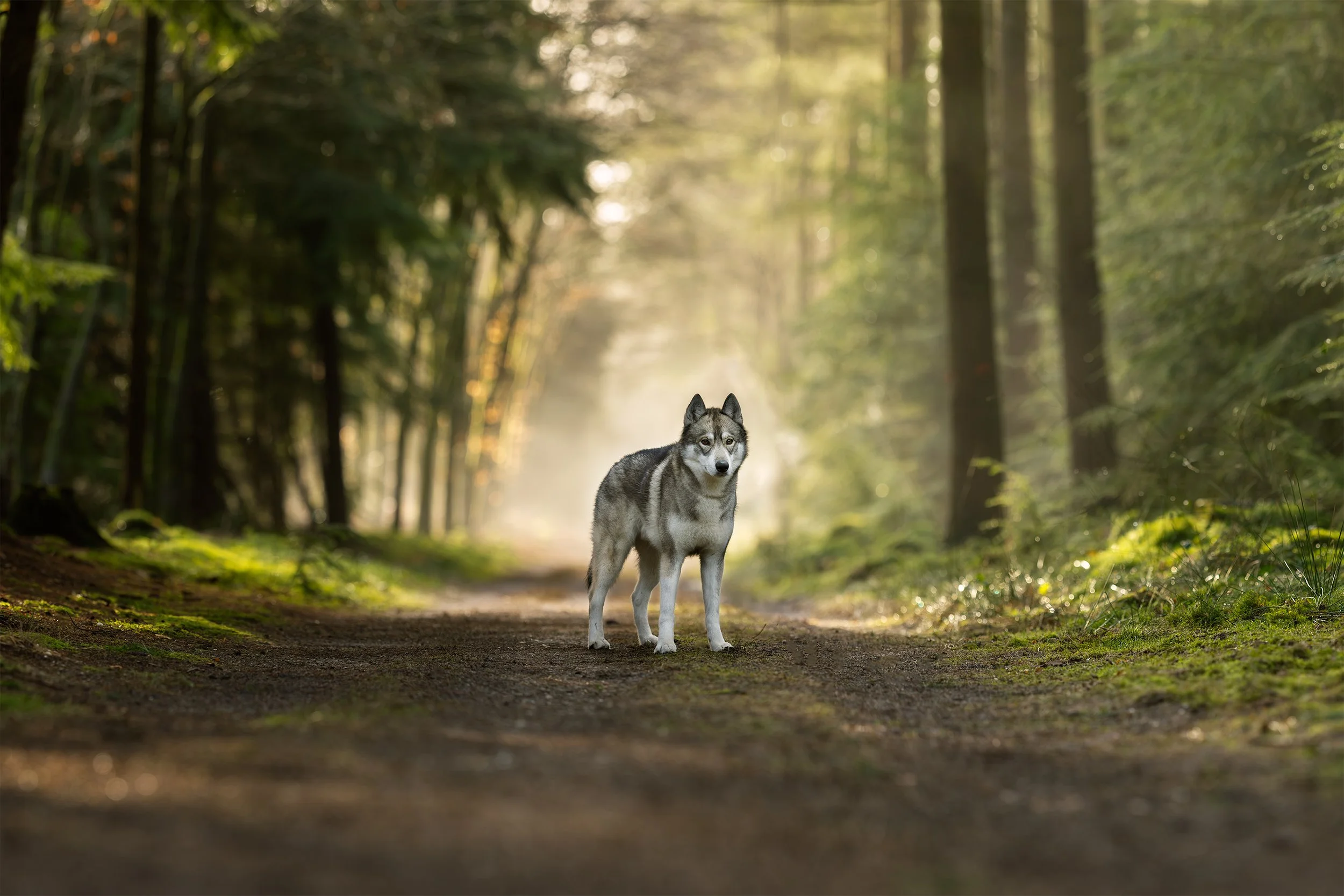 ochtendlicht hondenfotografie