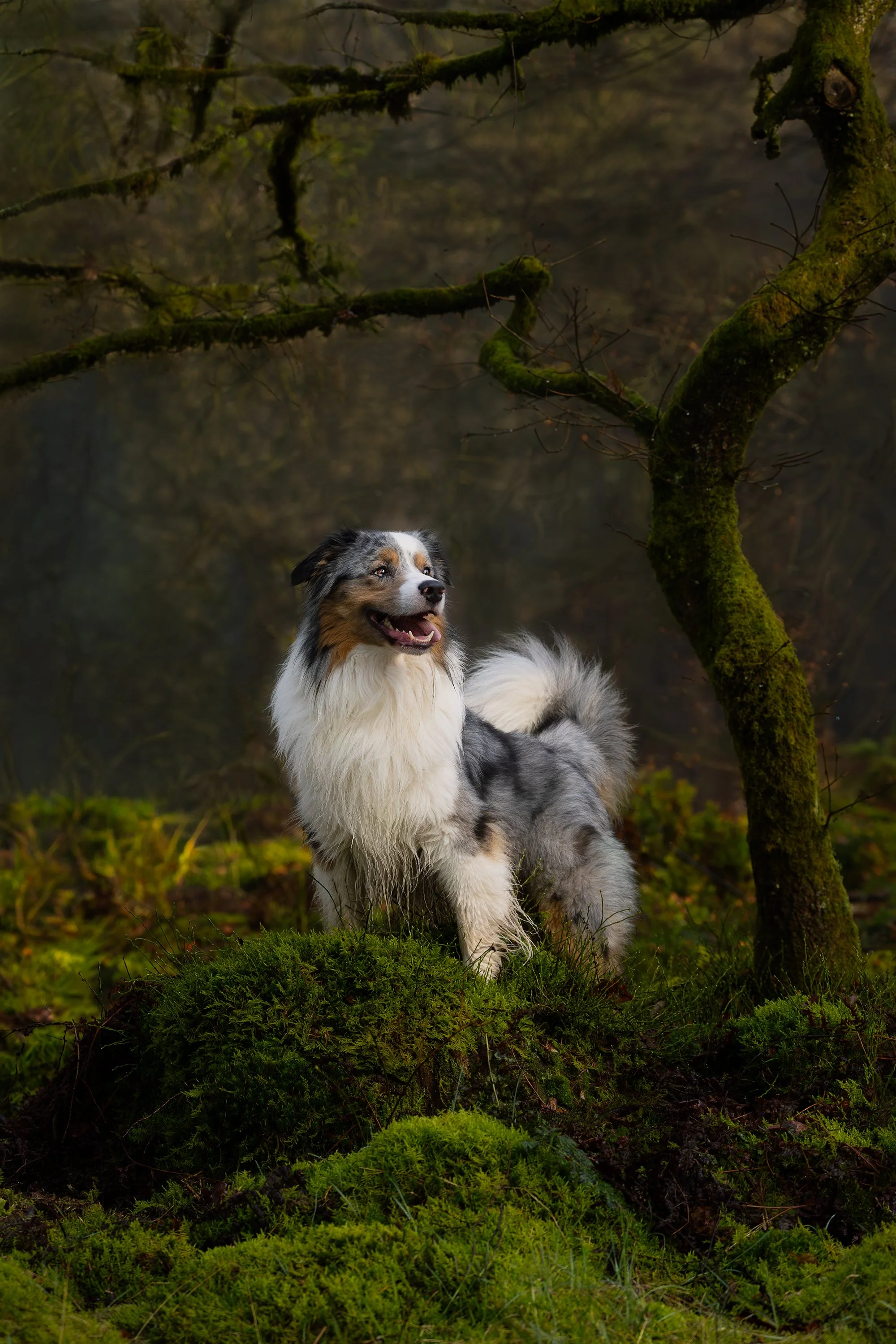 Bijzondere plekken fotografie hond