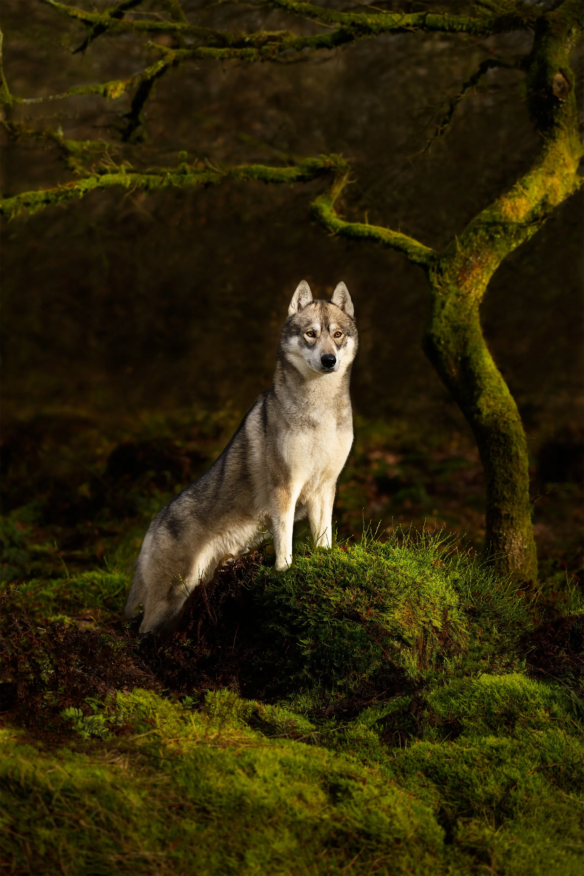 Foto van husky in het bos