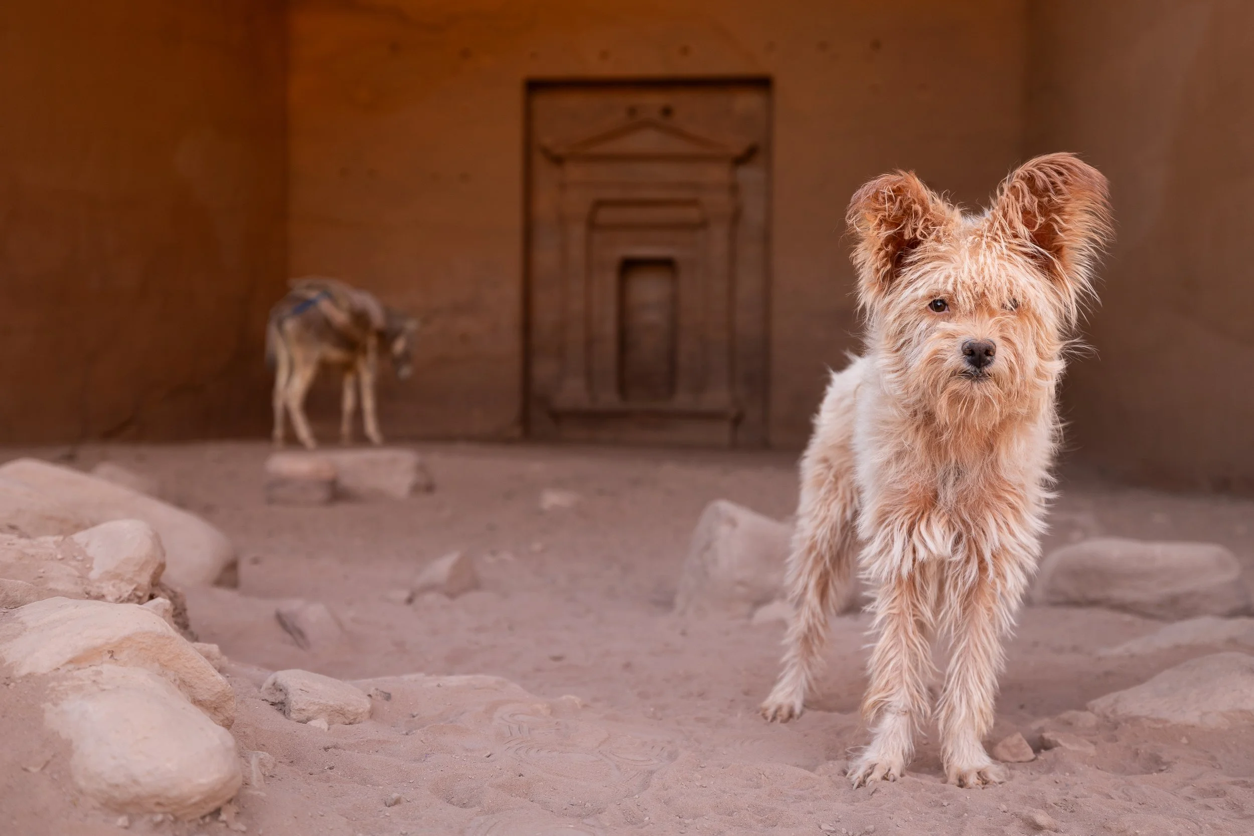 Fotoshoot hond Gelderland