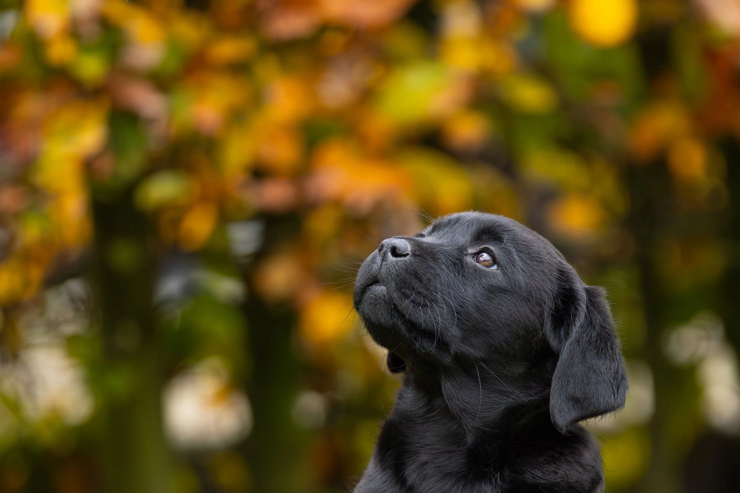 Hetzelfde Labradorportret, nu in een warme houten lijst.