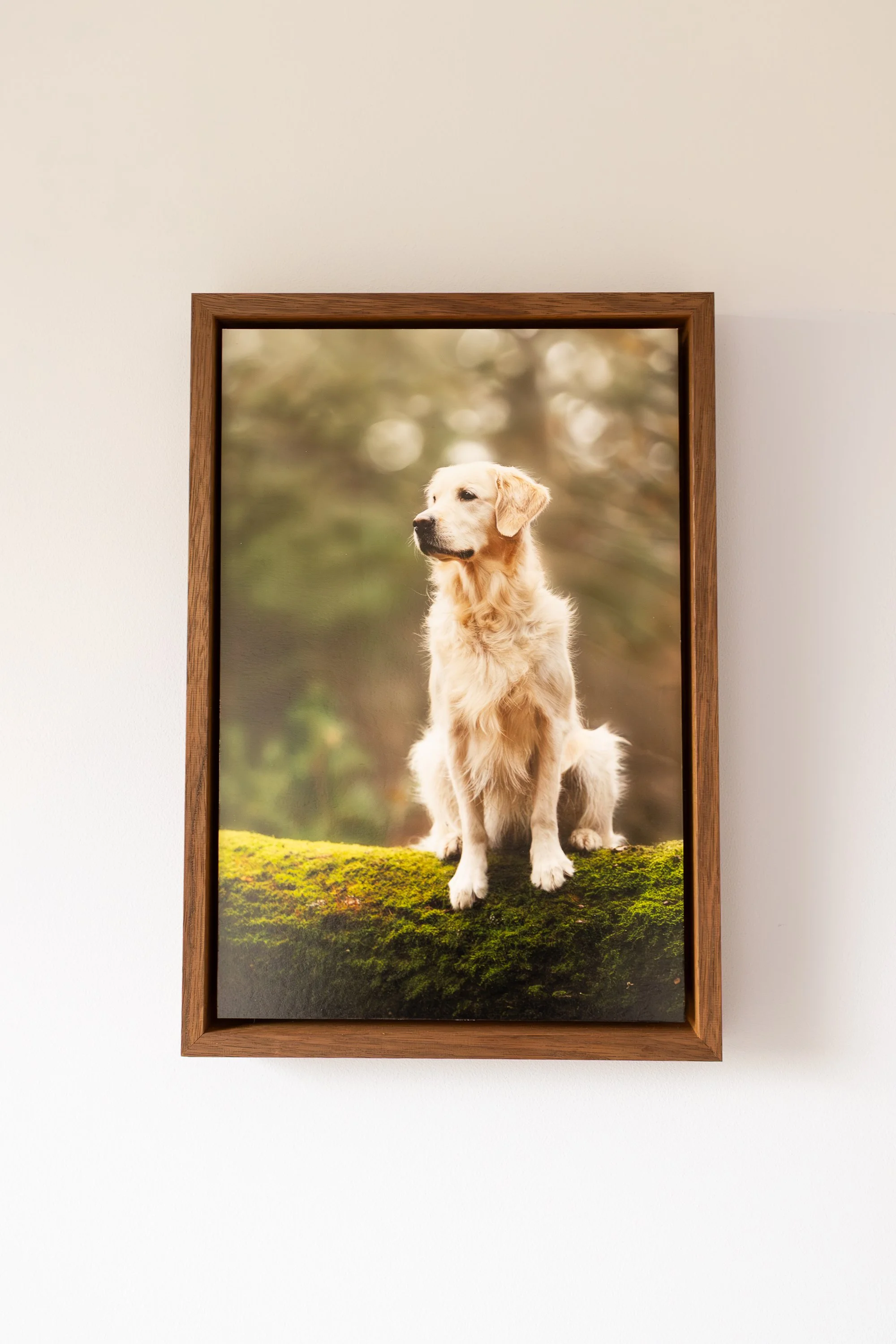 Schilderij van hond