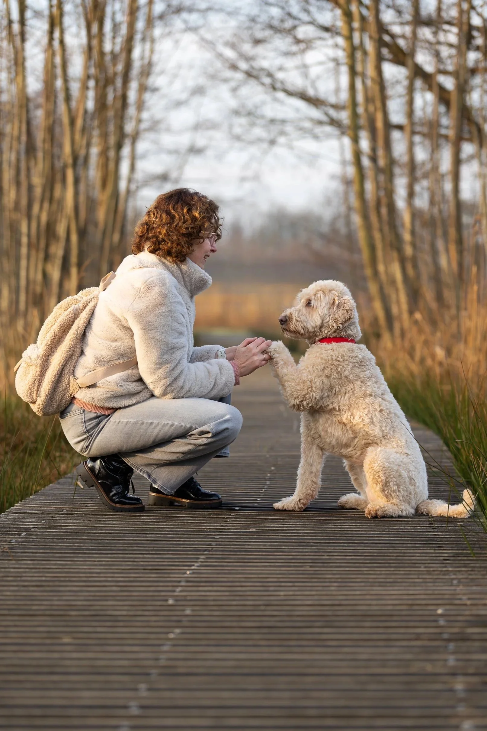 Honden samen op de foto