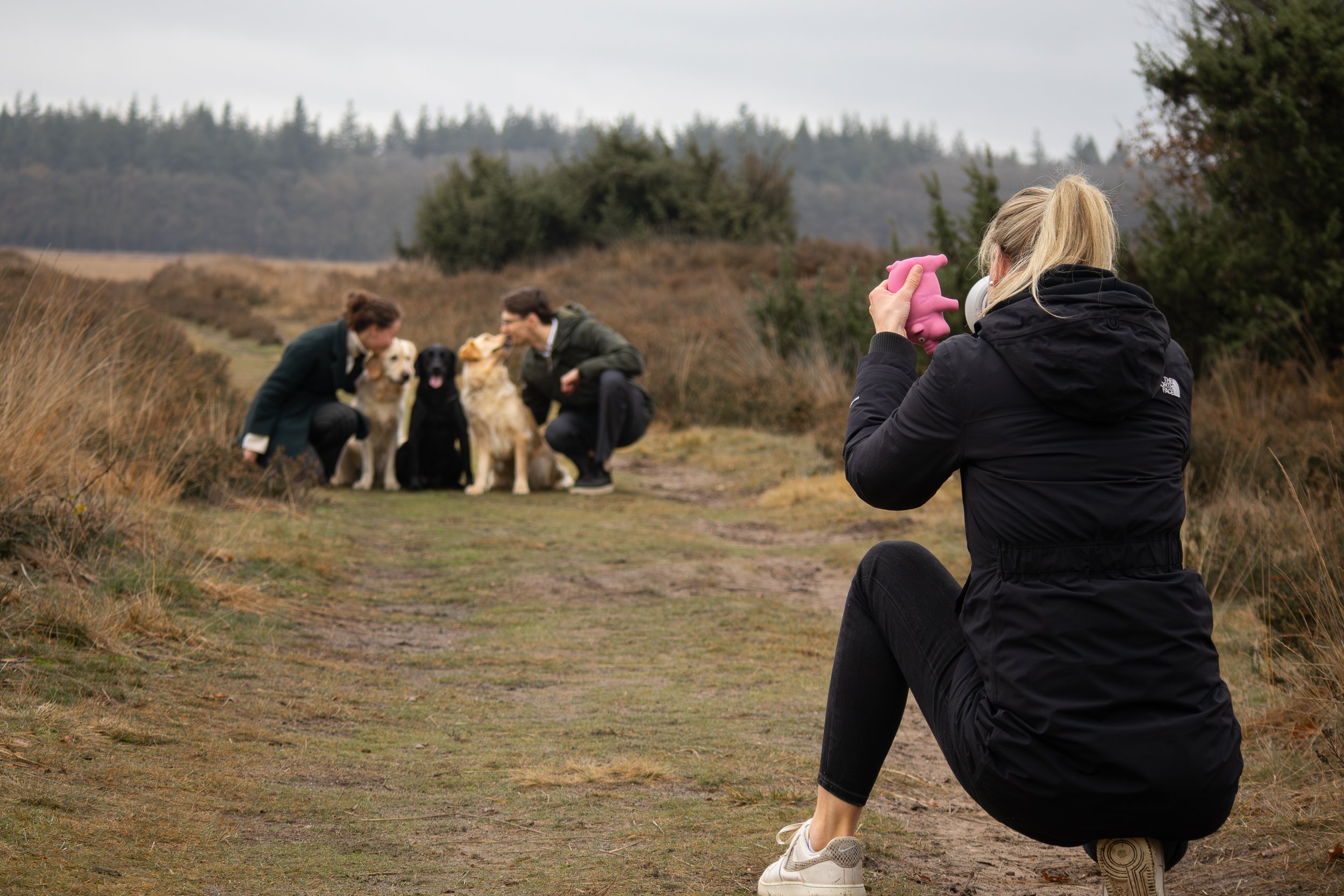 Hondenfotografie Apeldoorn, hondenfotograaf Apeldoorn