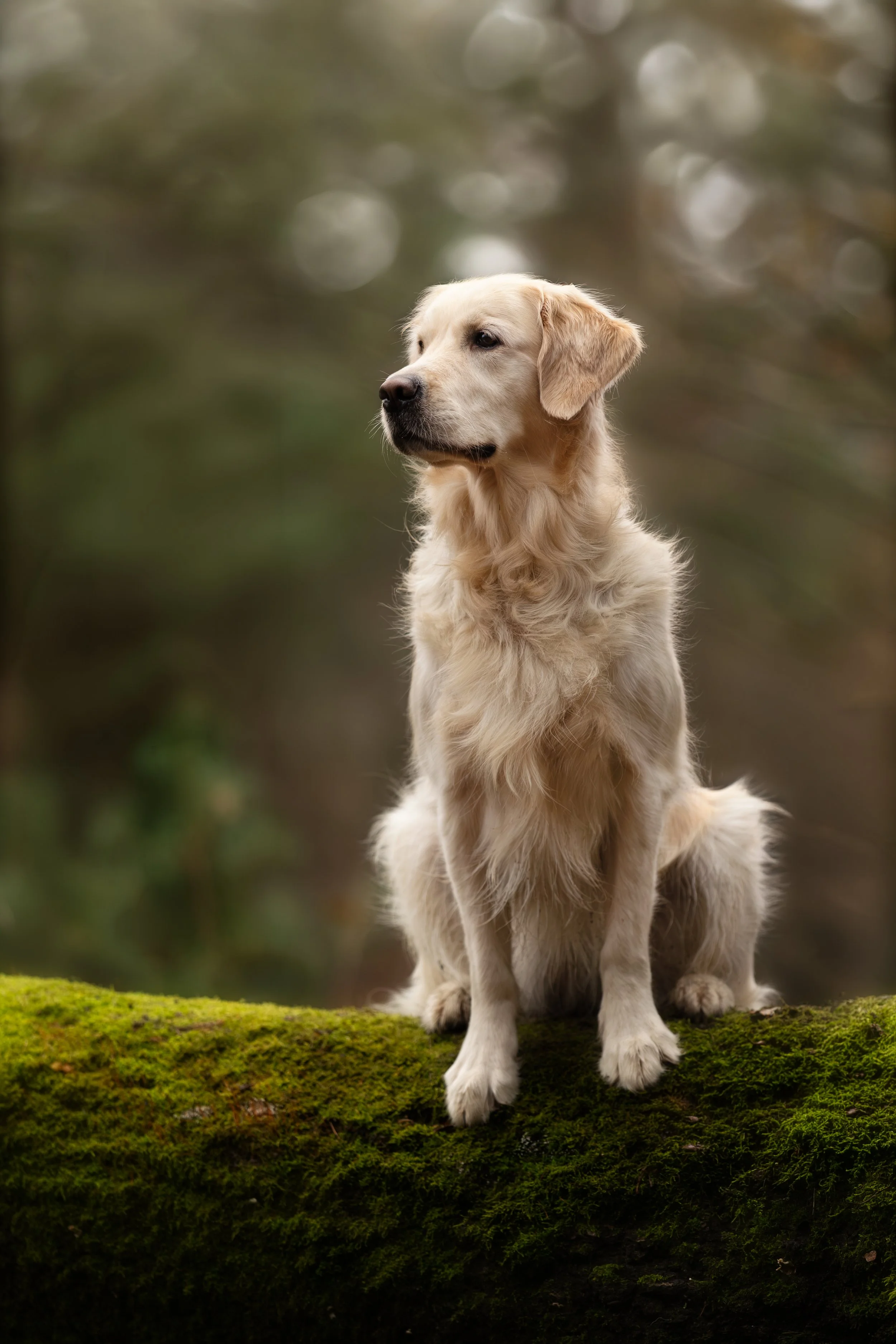 Portretfoto van golden retriever