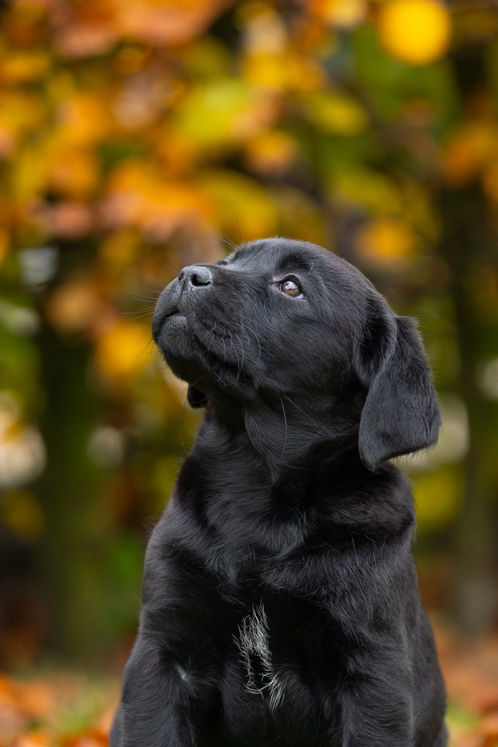 Puppy nest fotograferen