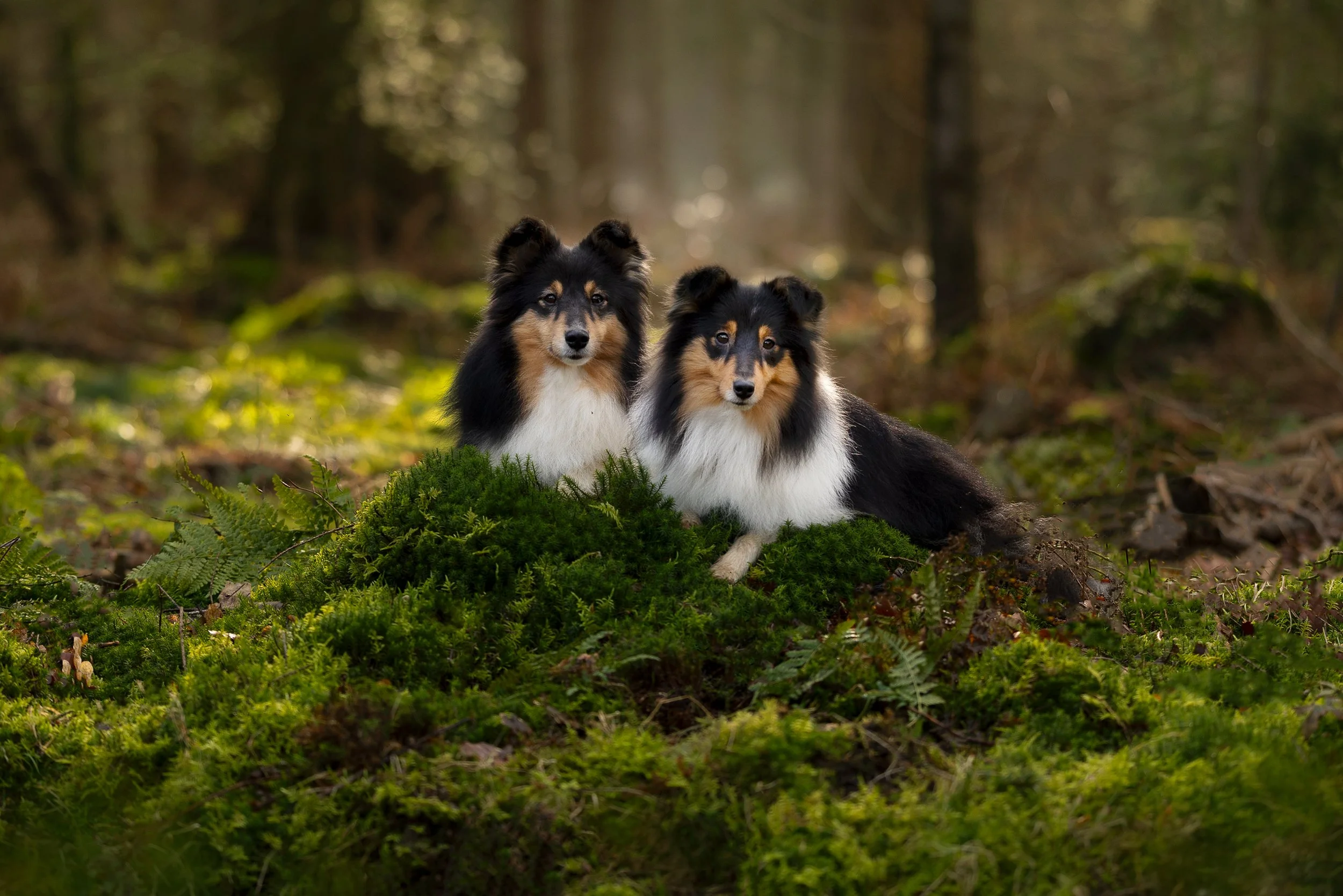 Hondenfotograaf Gelderland