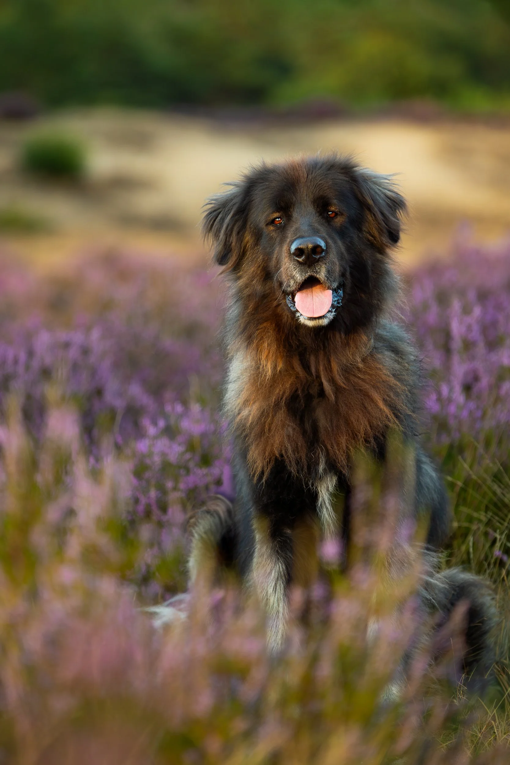 Fotoshoot hond bloeiende hei