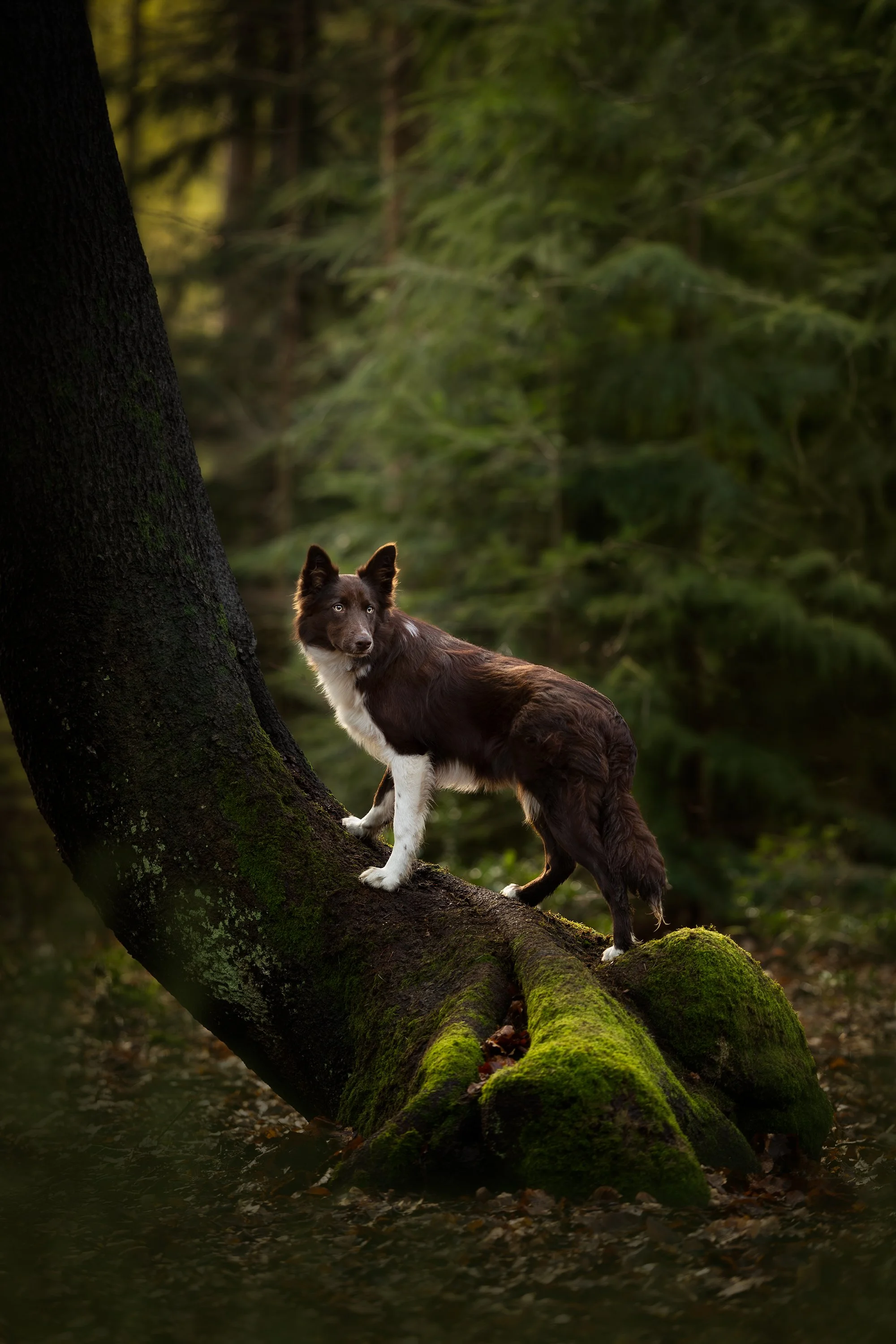 Hond op boomstam fotografie