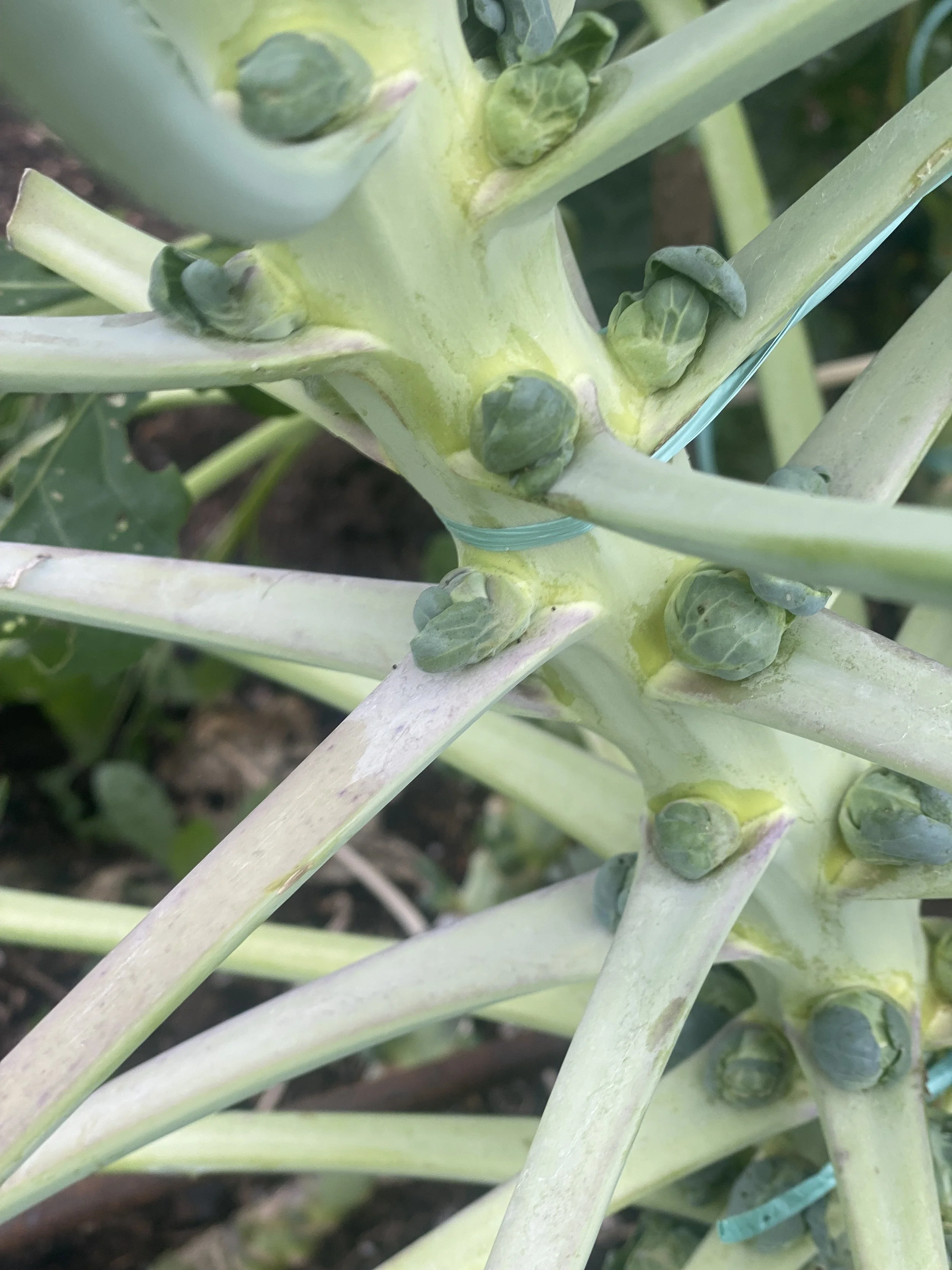 Nahaufnahme eines Papayastaandes mit mehreren grünen Knospen, die an der Stängel wachsen.