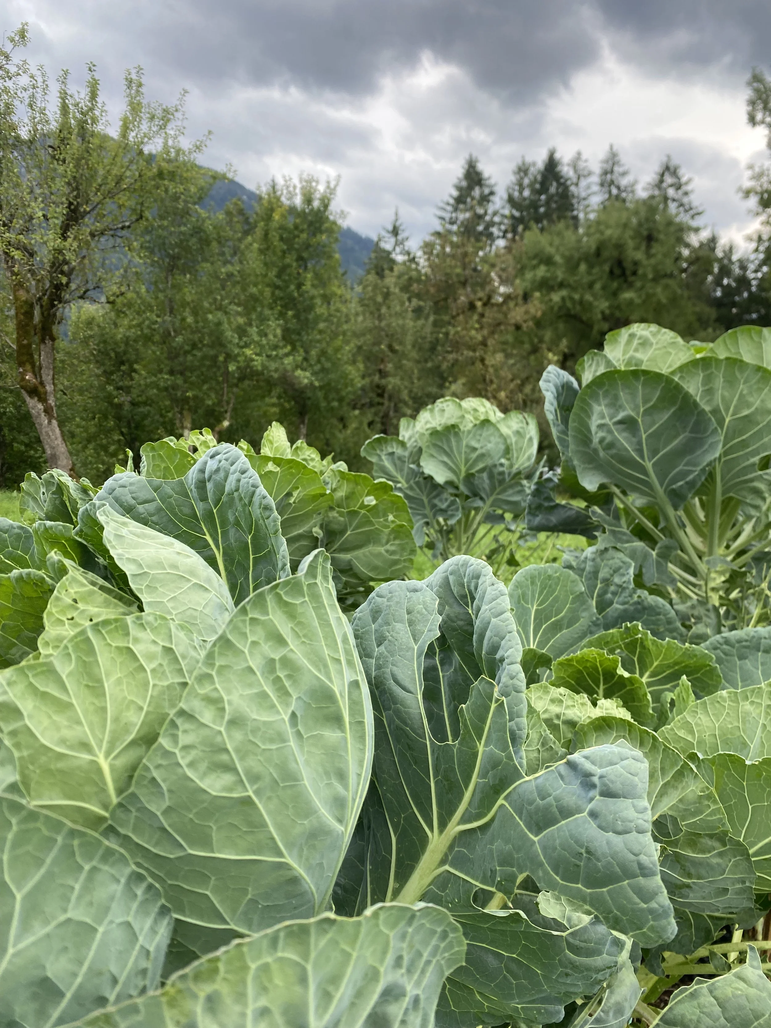 Grüne Kohlpflanzen im Vordergrund, Bäume und Berge im Hintergrund, wolkiger Himmel.