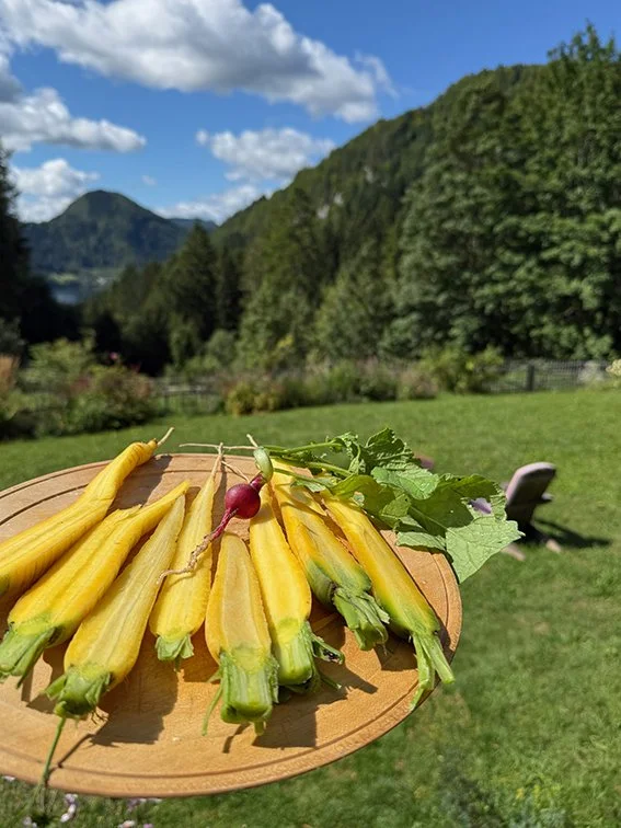 Frisch geerntete gelbe Zucchini und Radieschen auf einem Holzbrett im Garten mit grünen Hügeln und blauen Himmel im Hintergrund.