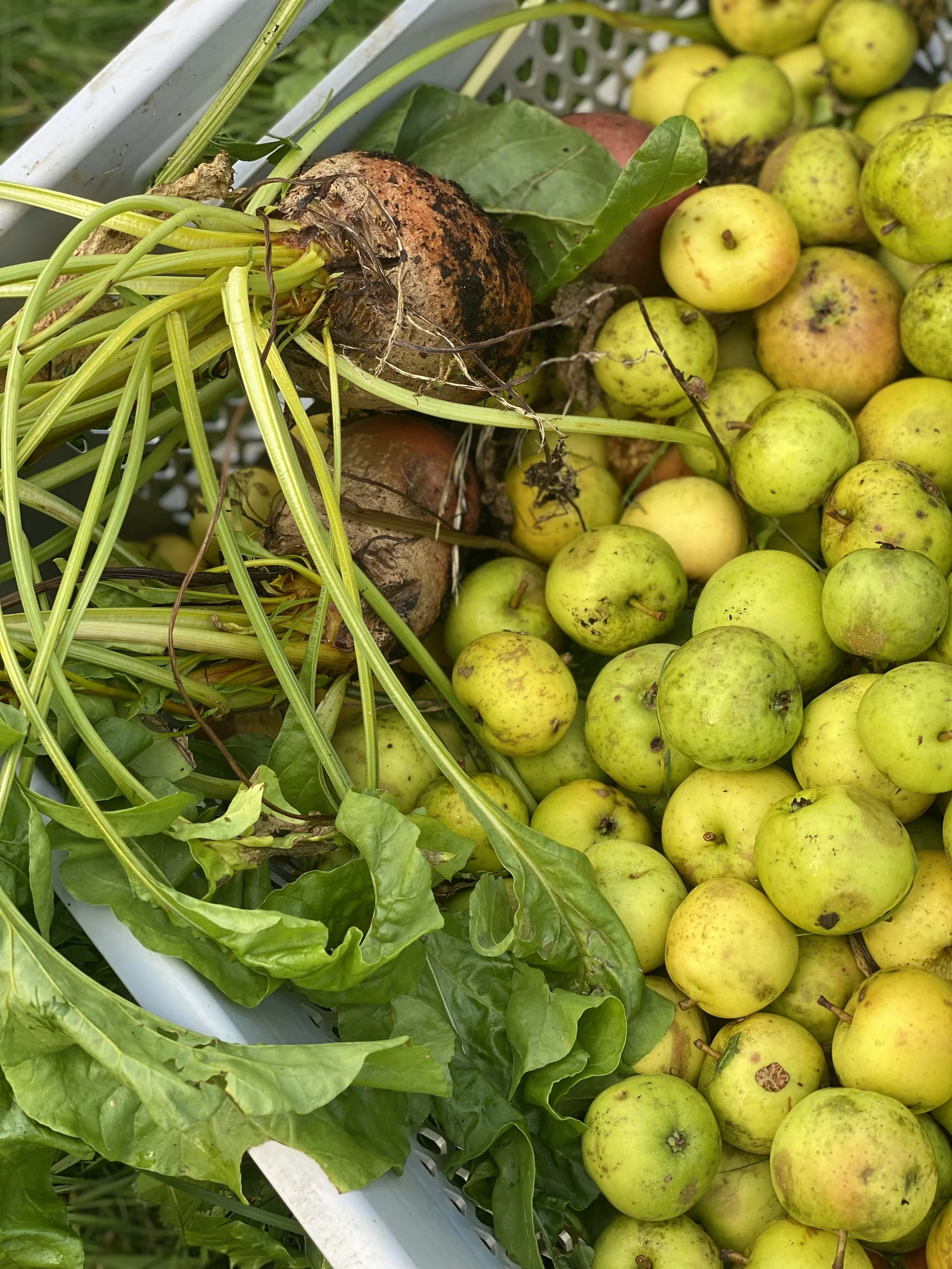 Äpfel und Wurzeln mit Erde in einem Erntedatenkorb