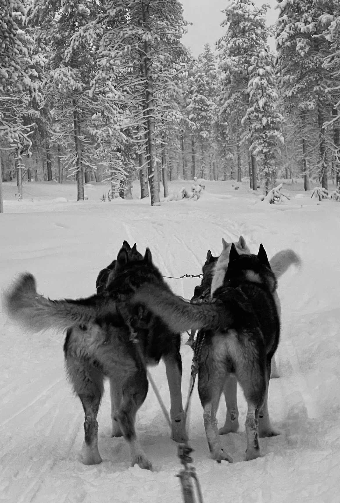 Three huskies in harnesses pulling a sled through a snow-covered forest with snow-laden trees.