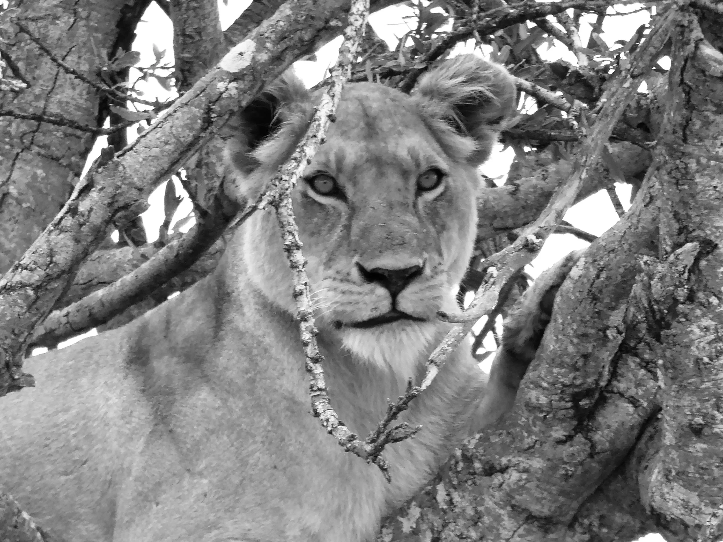 A lion resting in a tree, surrounded by branches and leaves.