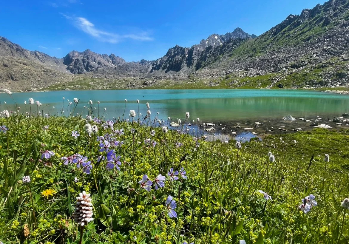 A mountain lake surrounded by rocky, green slopes under a clear blue sky, with wildflowers in the foreground.