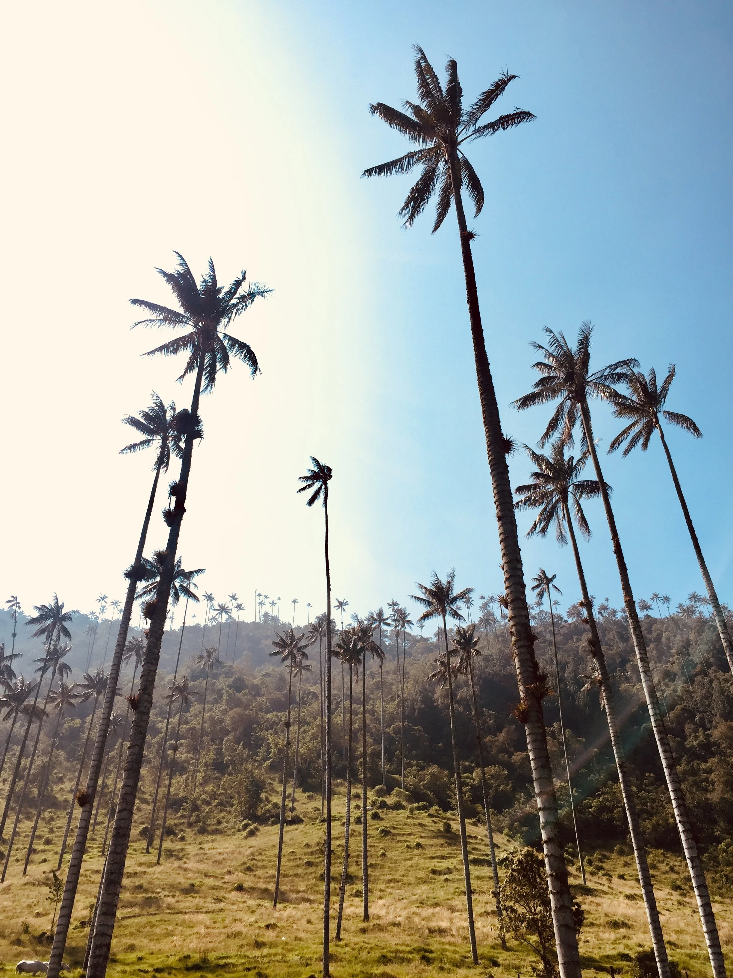 Palm trees cocora valleys blue sky explore 