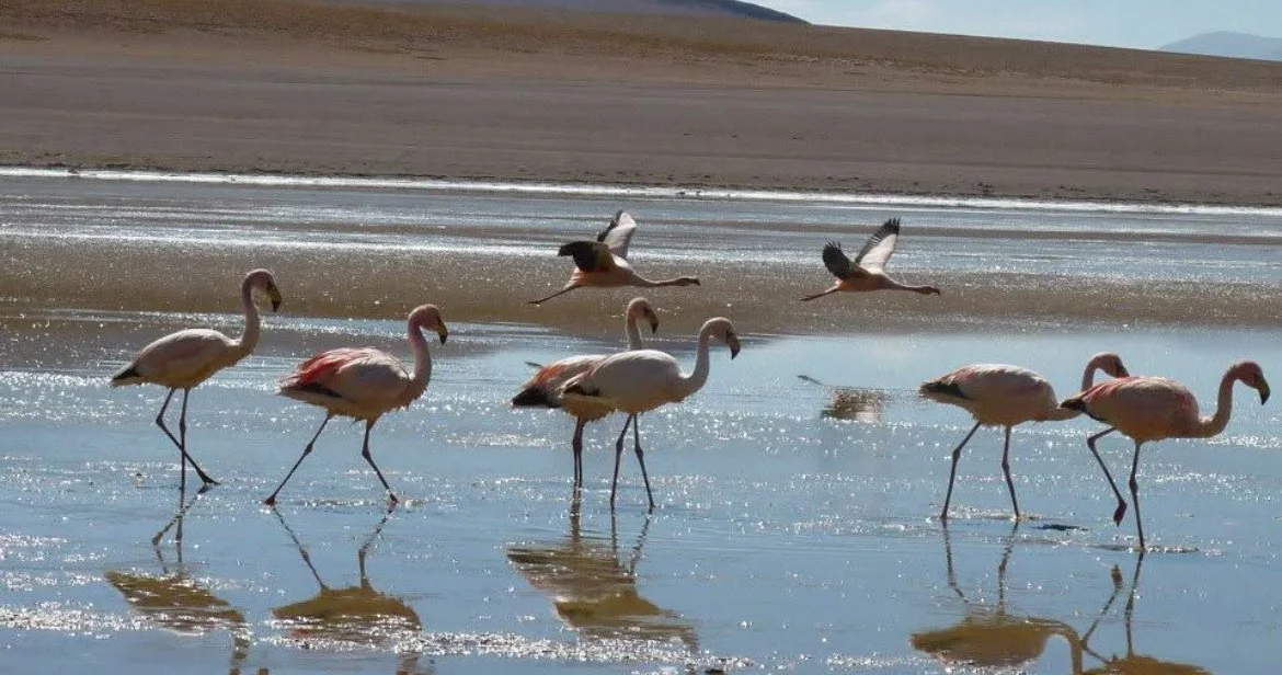 Six flamingos wading in shallow water, with three flying above and distant hills in the background.