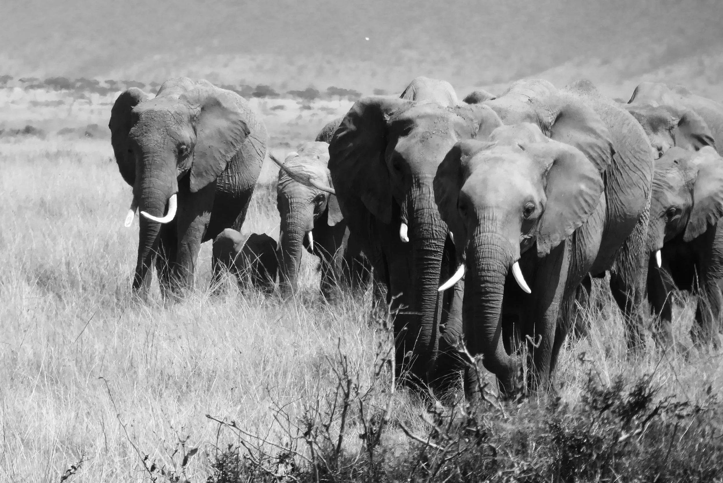 A herd of elephants walking through a grassy plain in black and white.