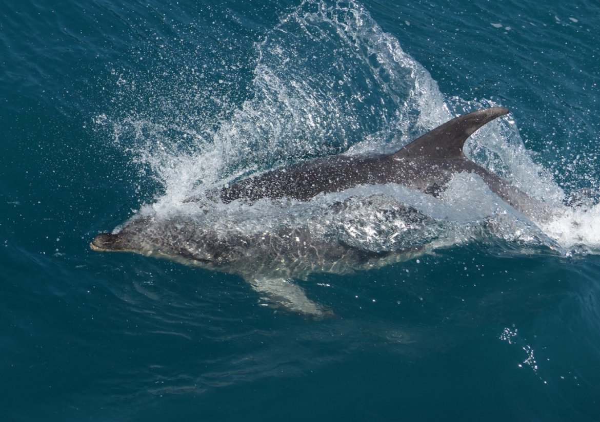 A dolphin leaping out of the crystal clear water unique wildlife encounters