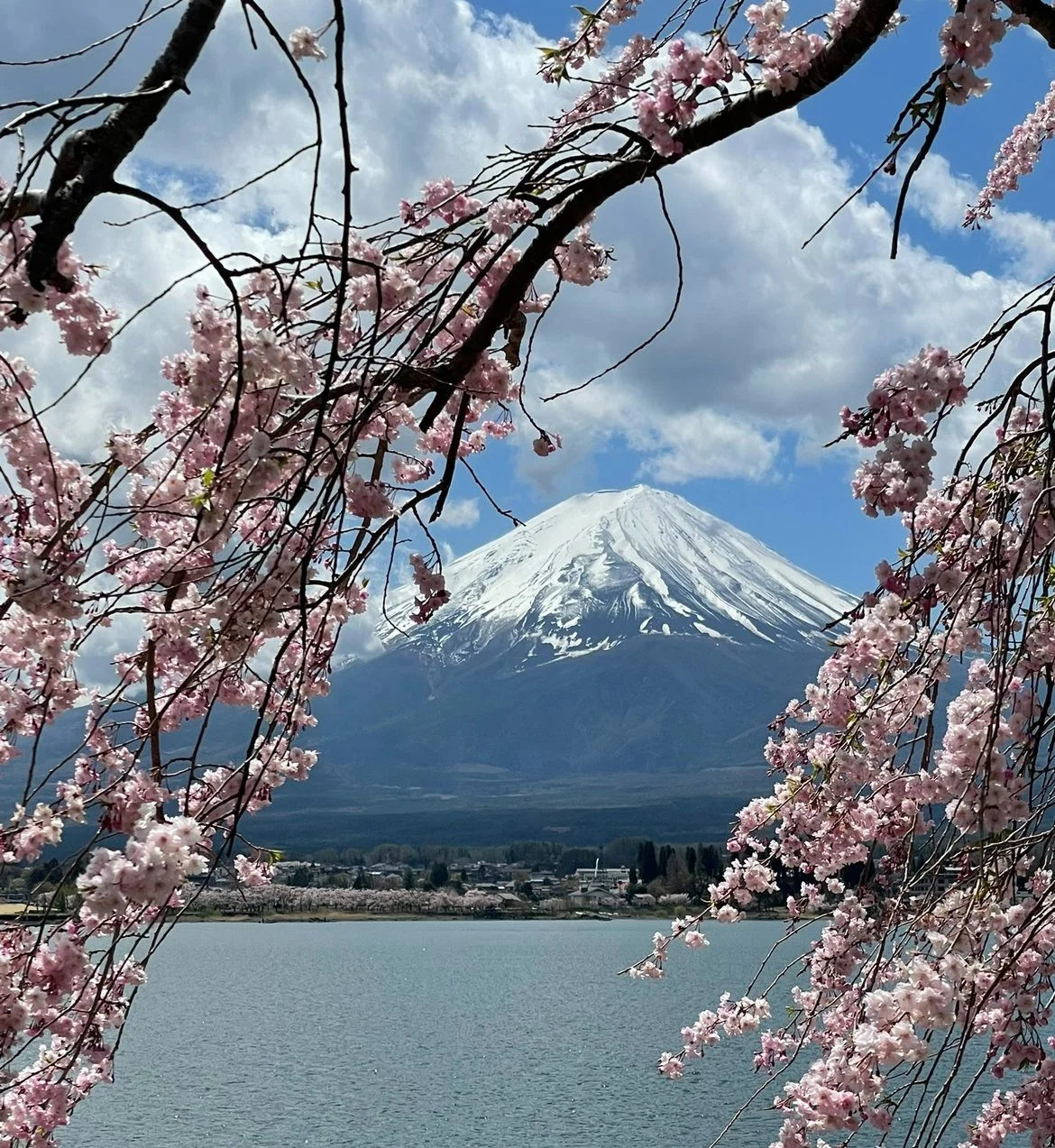 Cherry blossoms in full bloom frame Mount Fuji with snow-capped peak in Japan, visible across a lake with a small town at the base.