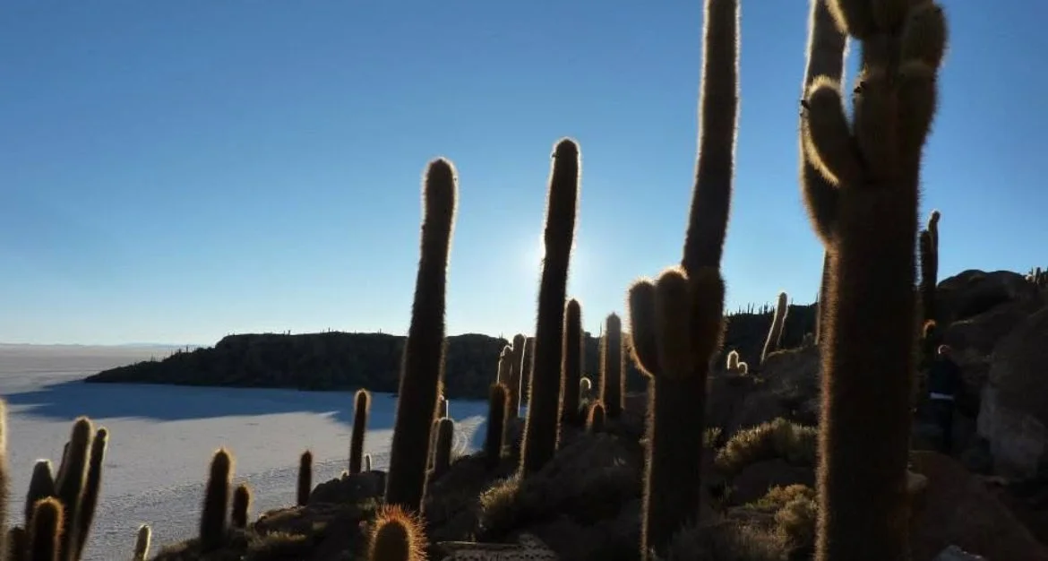 Desert landscape with tall cacti silhouetted against a bright blue sky, rocks in the foreground, and a distant landform on the horizon.