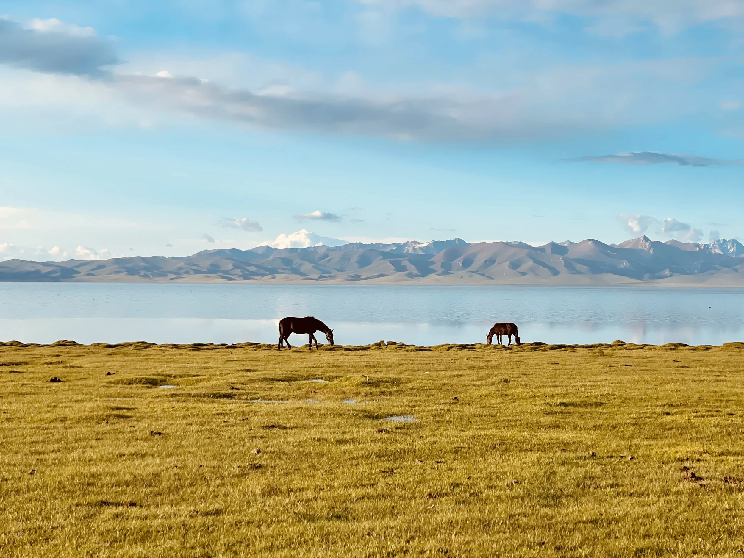 Grazing horses on a grassy plain with a lake and mountain range in the background under a cloudy sky.