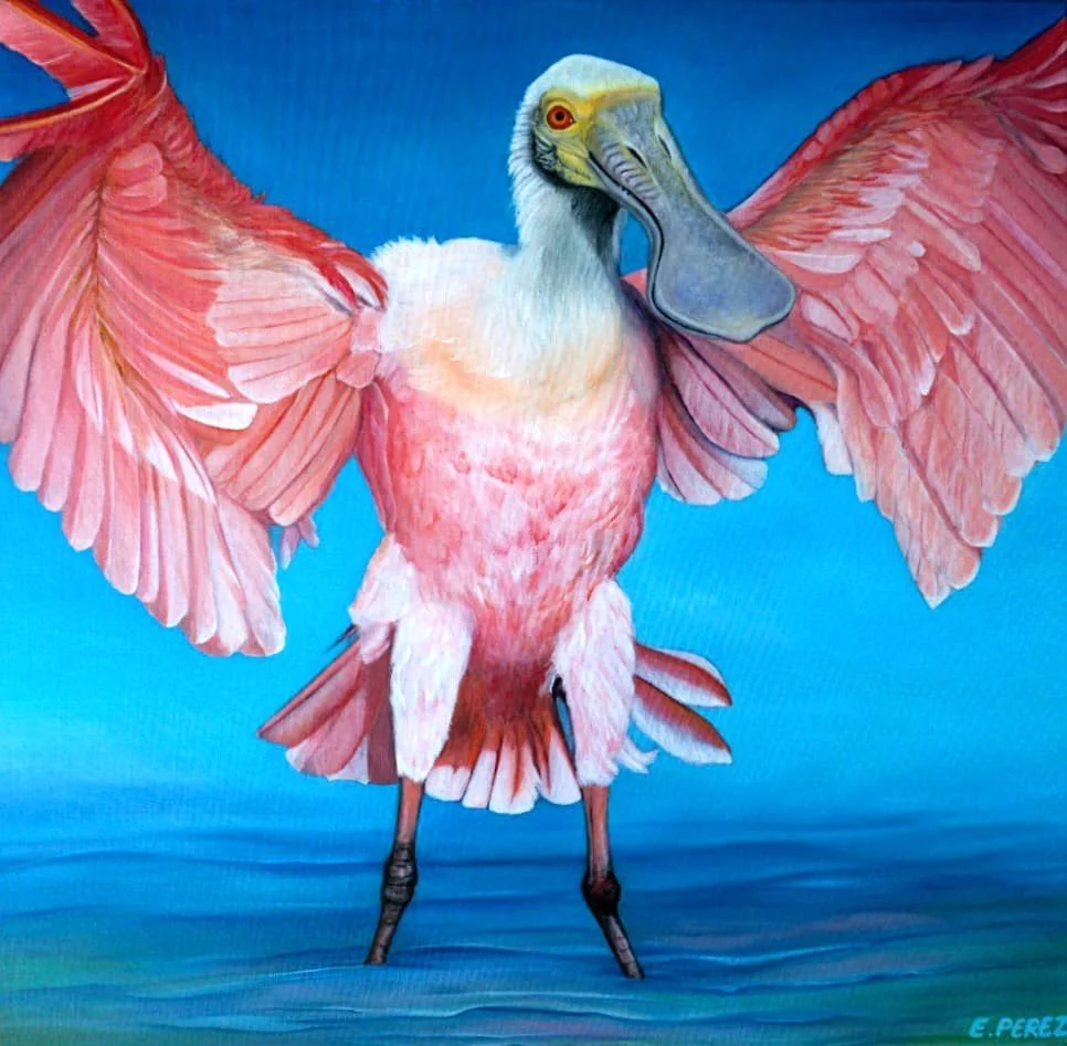 Young Roseate Spoonbill Standing off